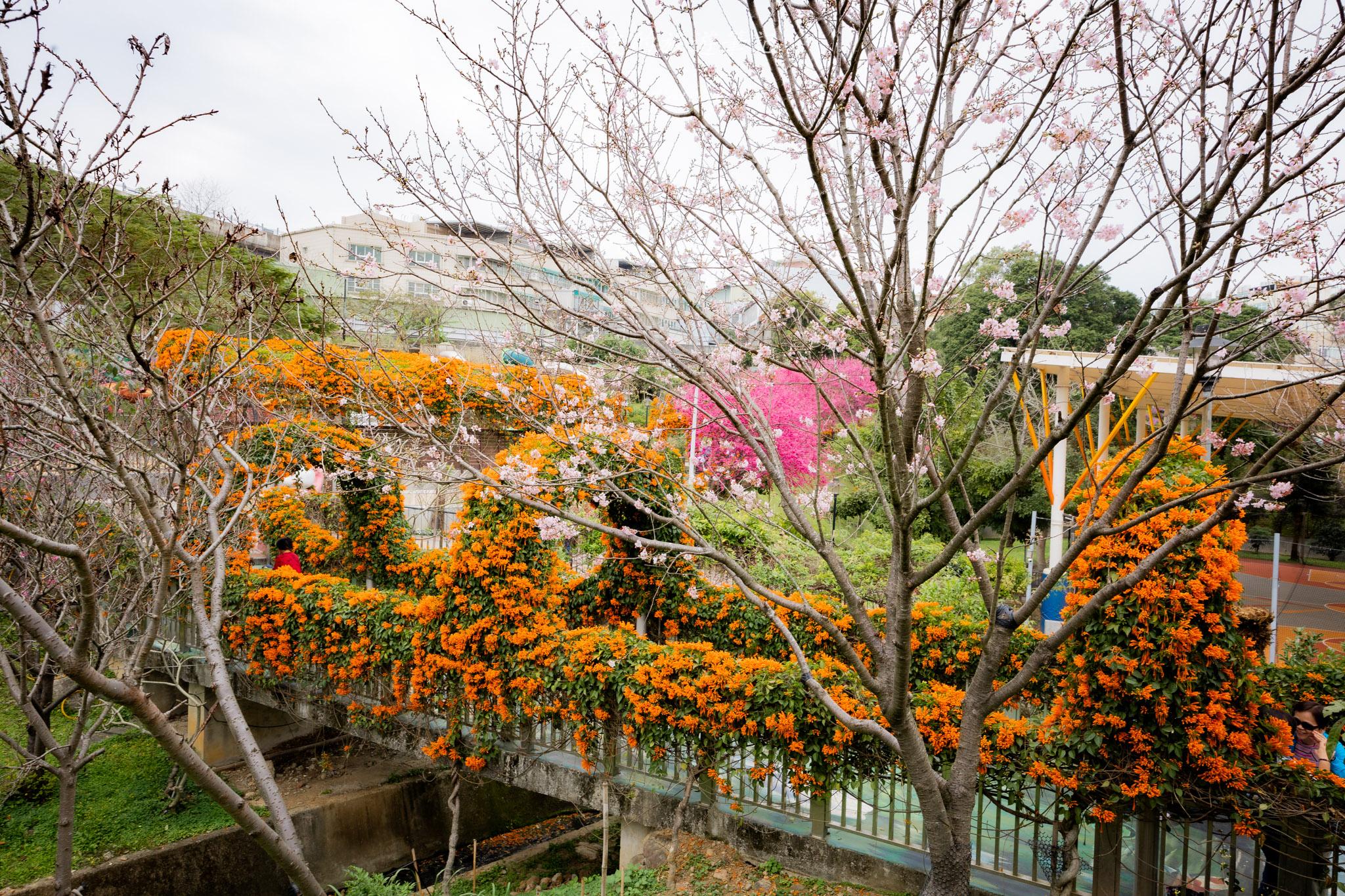 鶯歌永吉公園|融合炮仗花與櫻花春色步道,一次搜集雙色調的公園 34 鶯歌永吉公園