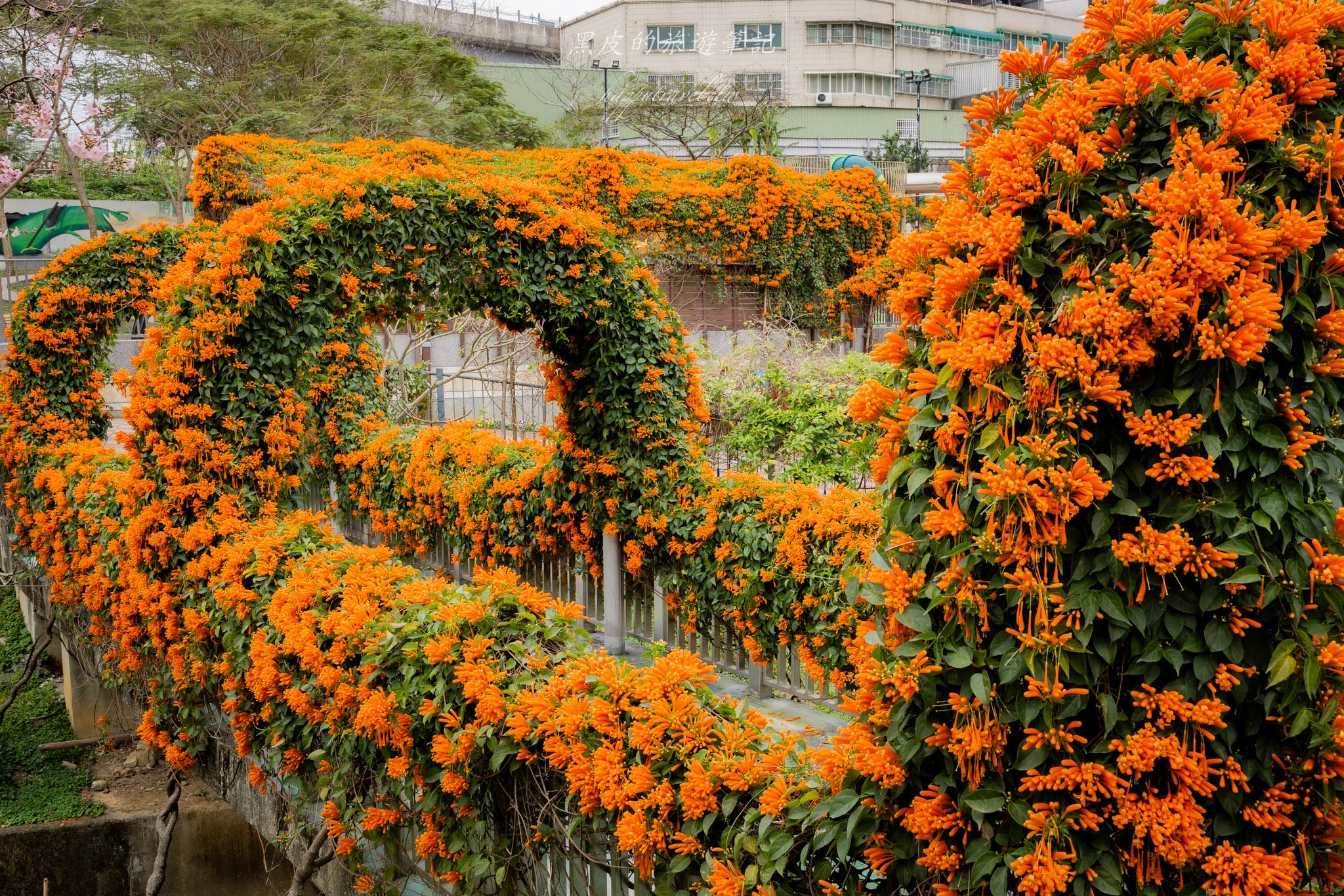 鶯歌永吉公園|融合炮仗花與櫻花春色步道,一次搜集雙色調的公園 35 鶯歌永吉公園