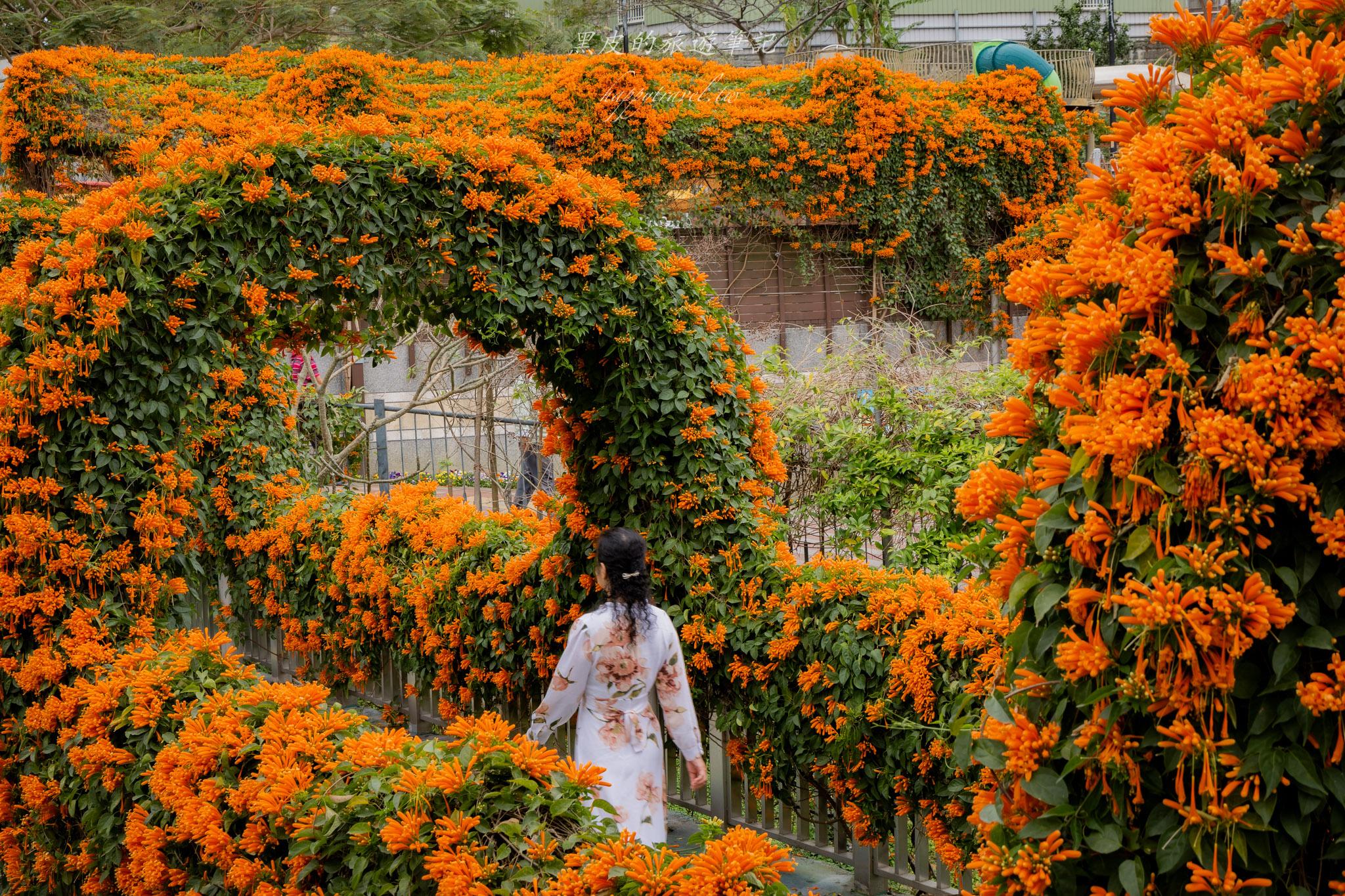 鶯歌永吉公園|融合炮仗花與櫻花春色步道,一次搜集雙色調的公園 鶯歌永吉公園|融合炮仗花與櫻花春色步道,一次搜集雙色調的公園