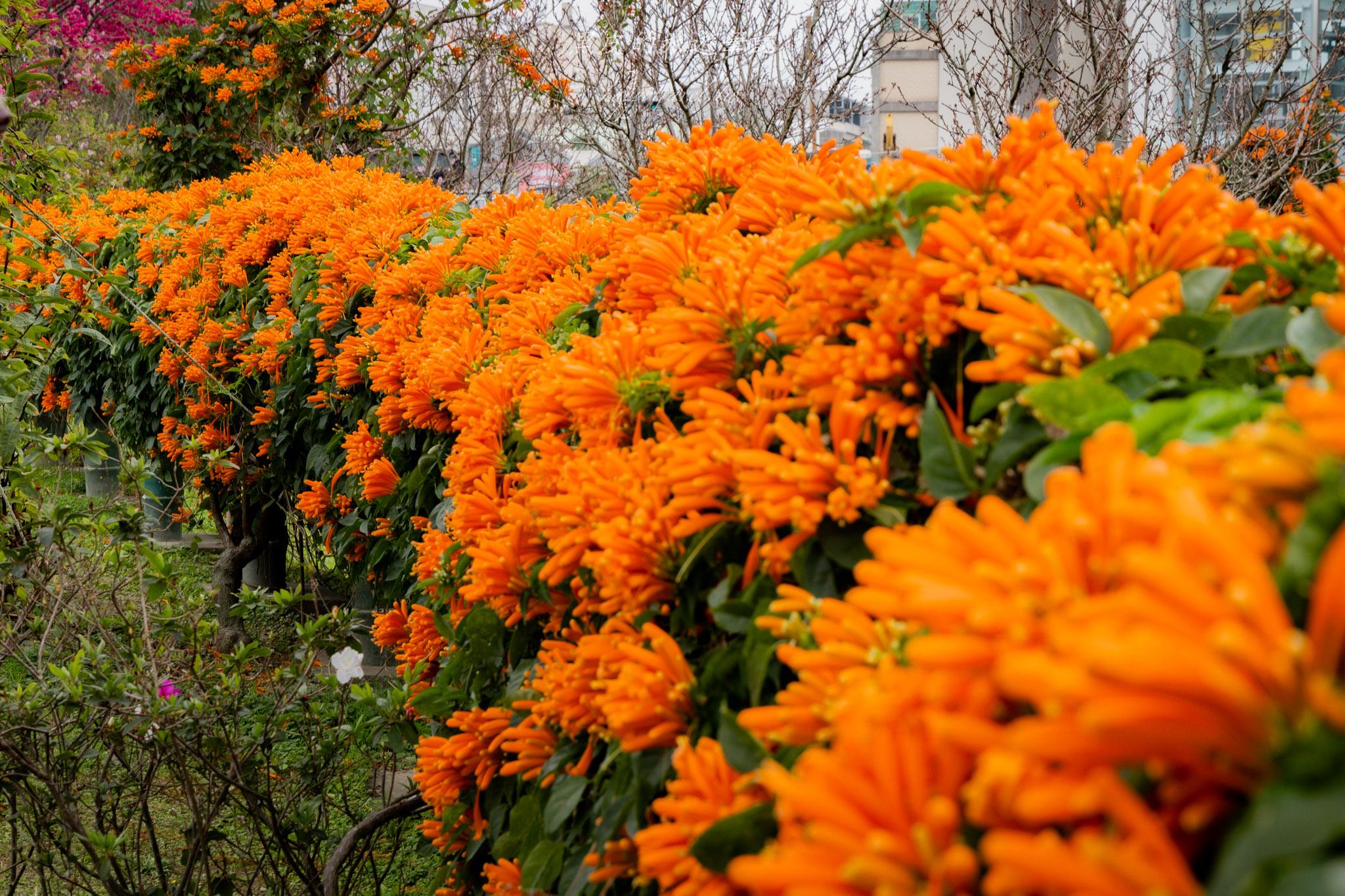 鶯歌永吉公園|融合炮仗花與櫻花春色步道,一次搜集雙色調的公園 31 鶯歌永吉公園