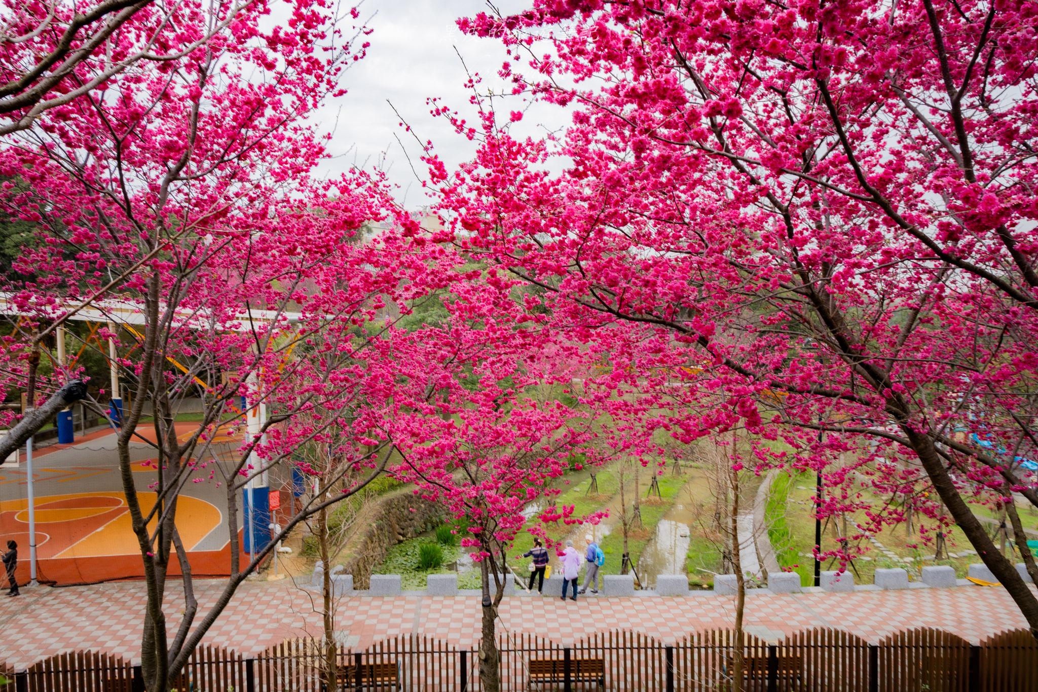 鶯歌永吉公園|融合炮仗花與櫻花春色步道,一次搜集雙色調的公園 33 鶯歌永吉公園