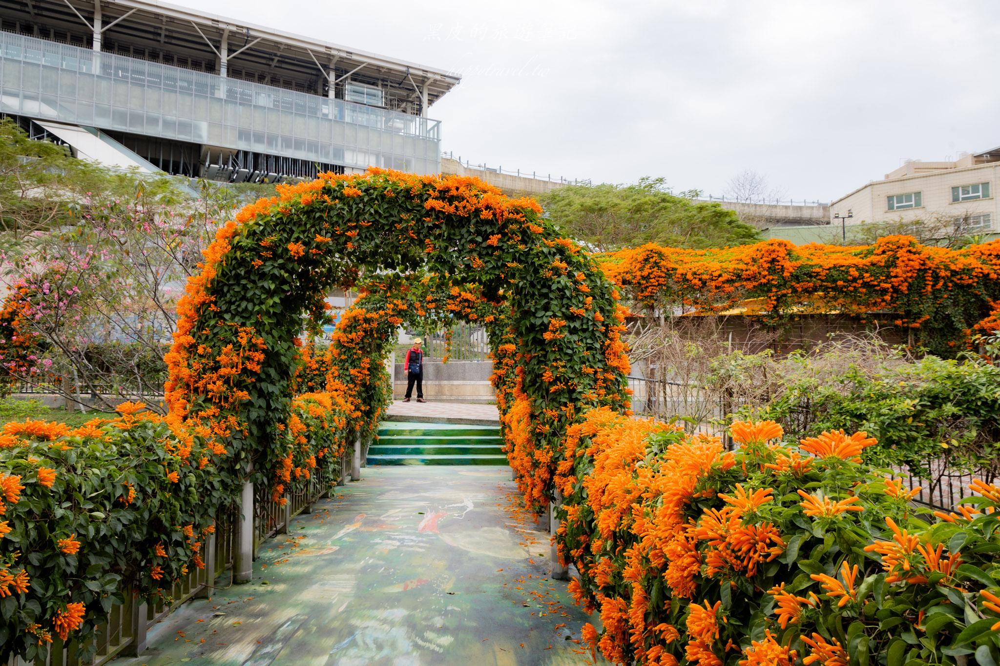 鶯歌永吉公園|融合炮仗花與櫻花春色步道,一次搜集雙色調的公園 30 鶯歌永吉公園
