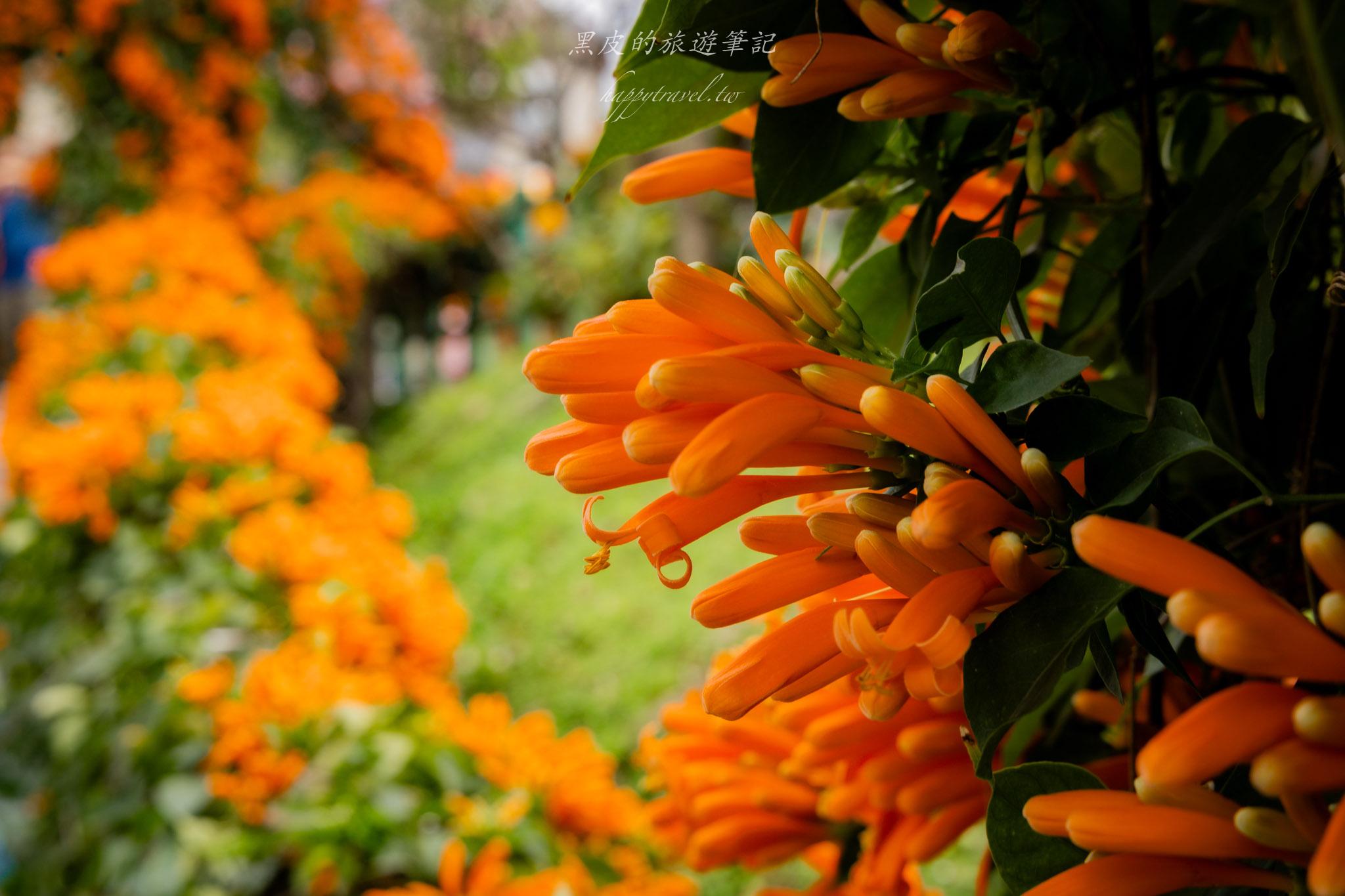 鶯歌永吉公園|融合炮仗花與櫻花春色步道,一次搜集雙色調的公園 32 鶯歌永吉公園