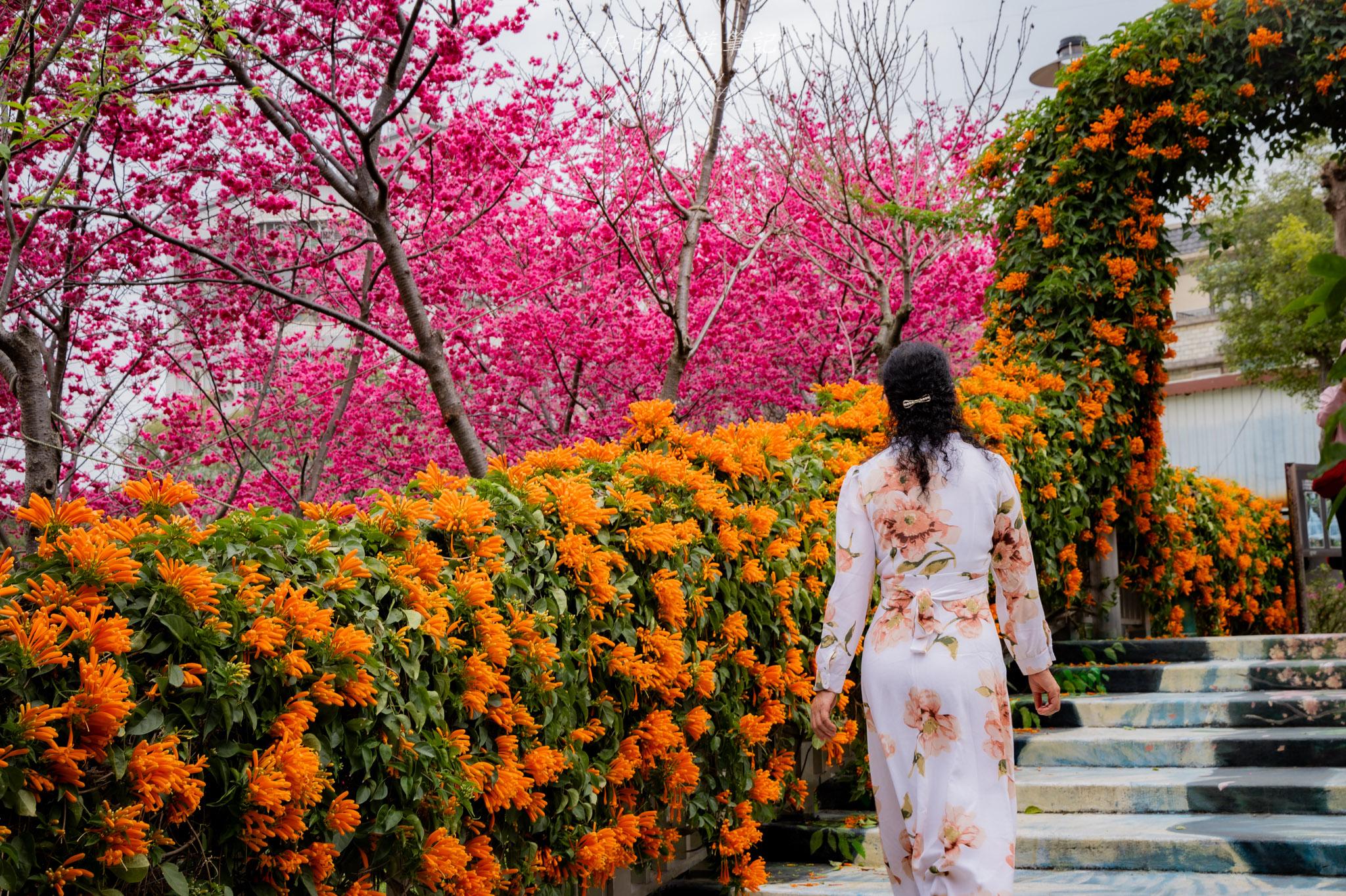 鶯歌永吉公園|融合炮仗花與櫻花春色步道,一次搜集雙色調的公園 38 鶯歌永吉公園