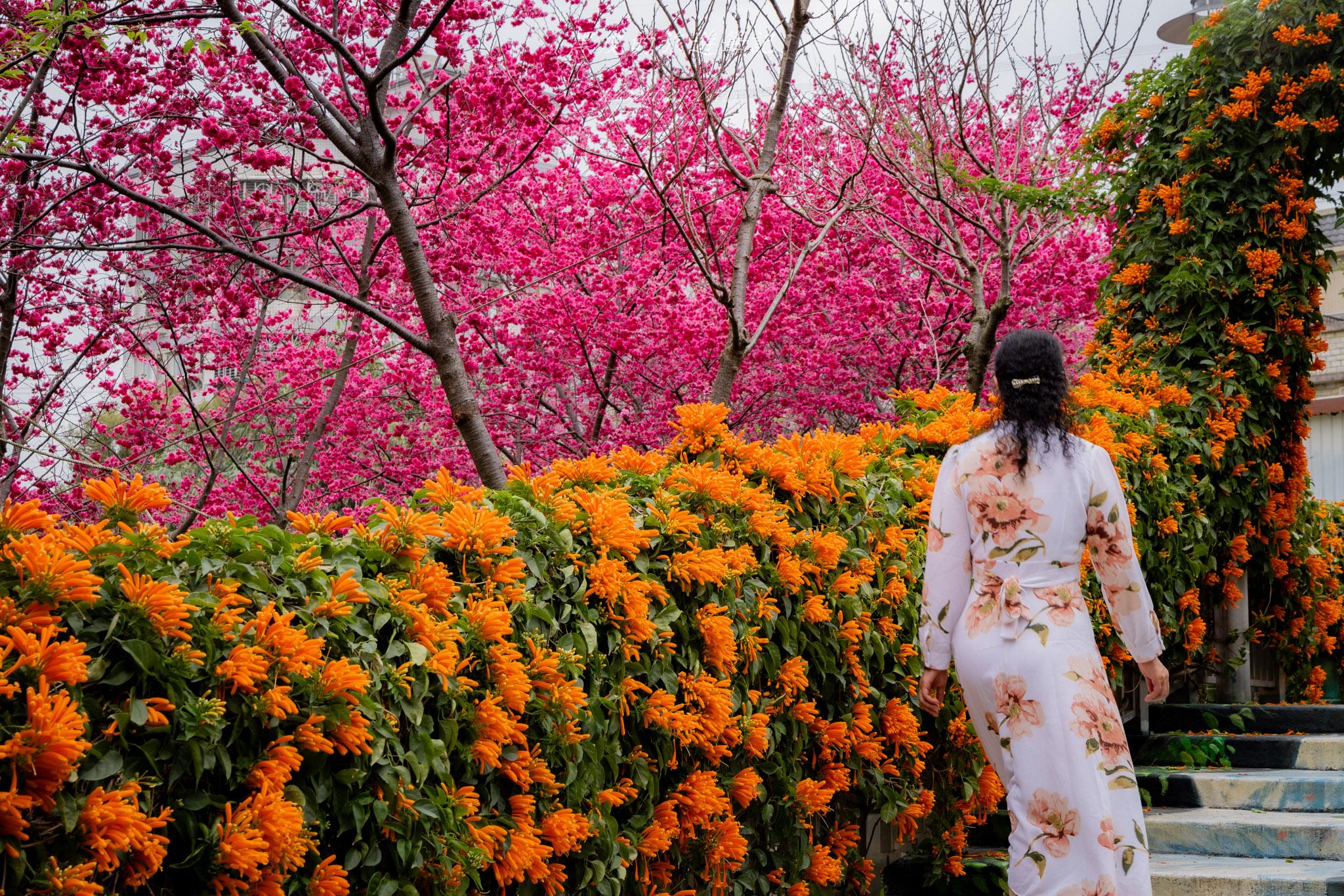 鶯歌永吉公園|融合炮仗花與櫻花春色步道,一次搜集雙色調的公園 21 鶯歌永吉公園