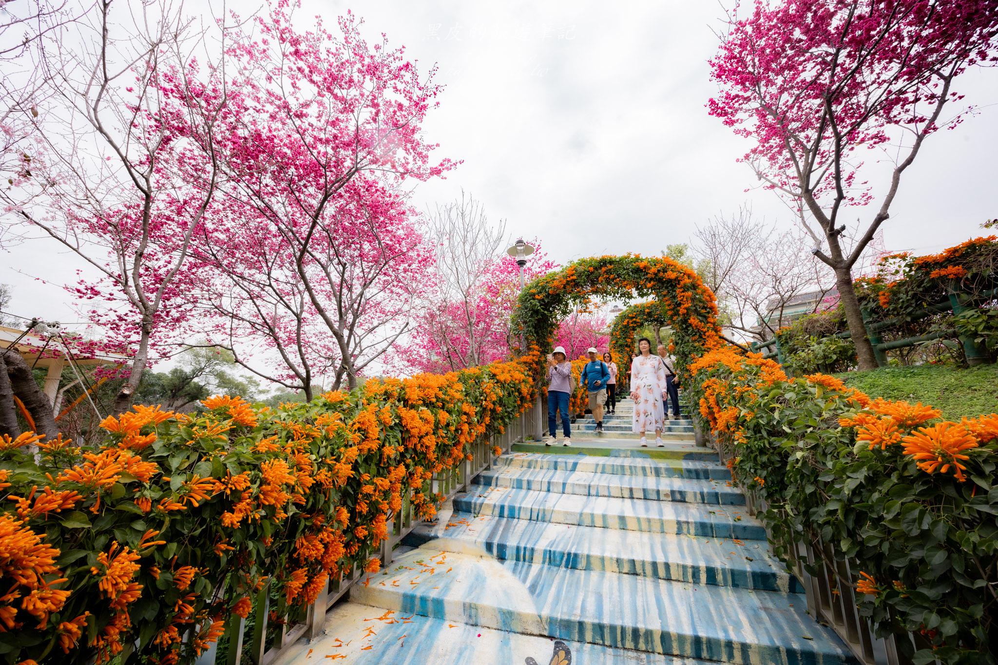 鶯歌永吉公園|融合炮仗花與櫻花春色步道,一次搜集雙色調的公園 37 鶯歌永吉公園