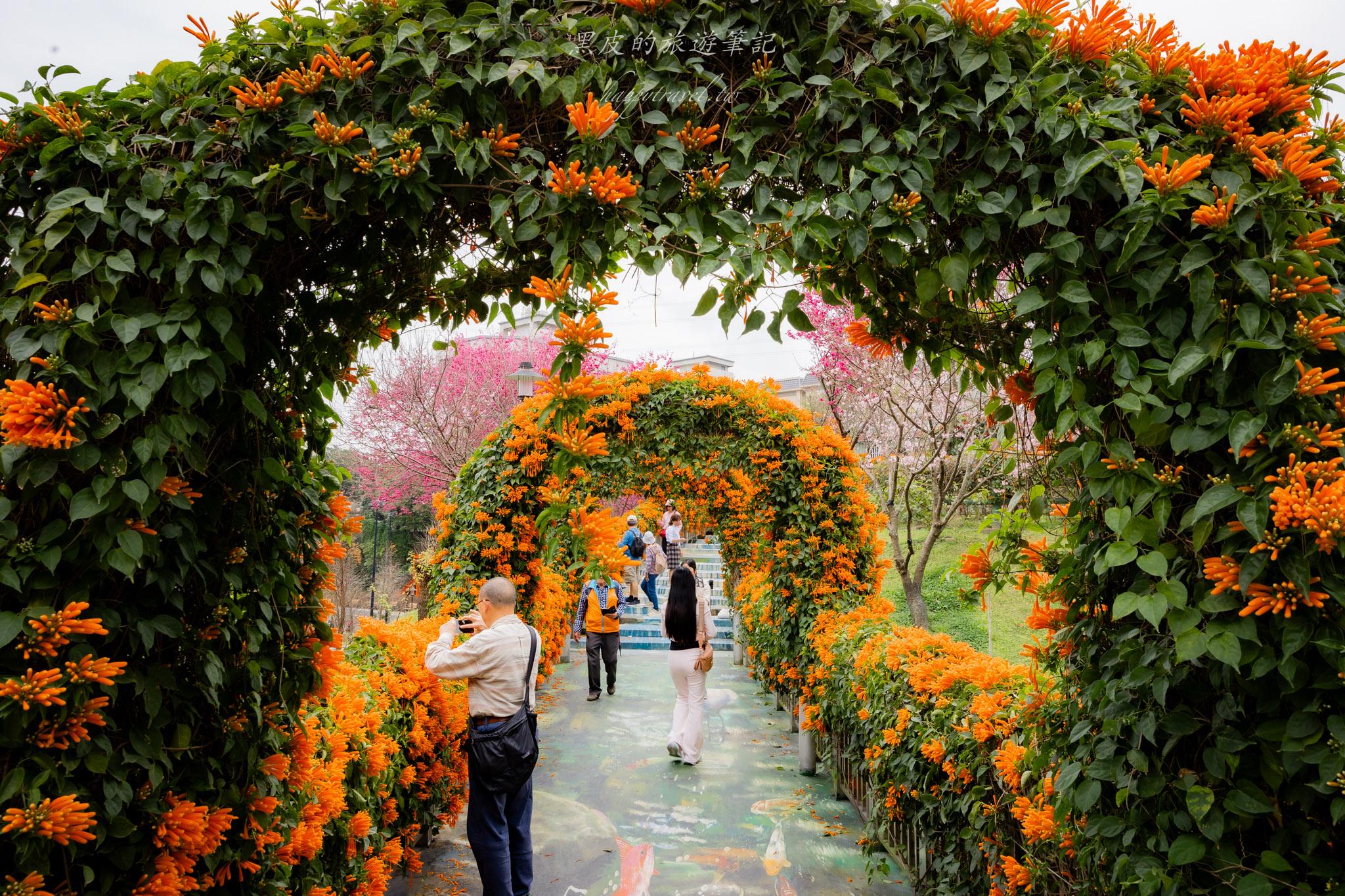 鶯歌永吉公園|融合炮仗花與櫻花春色步道,一次搜集雙色調的公園 36 鶯歌永吉公園