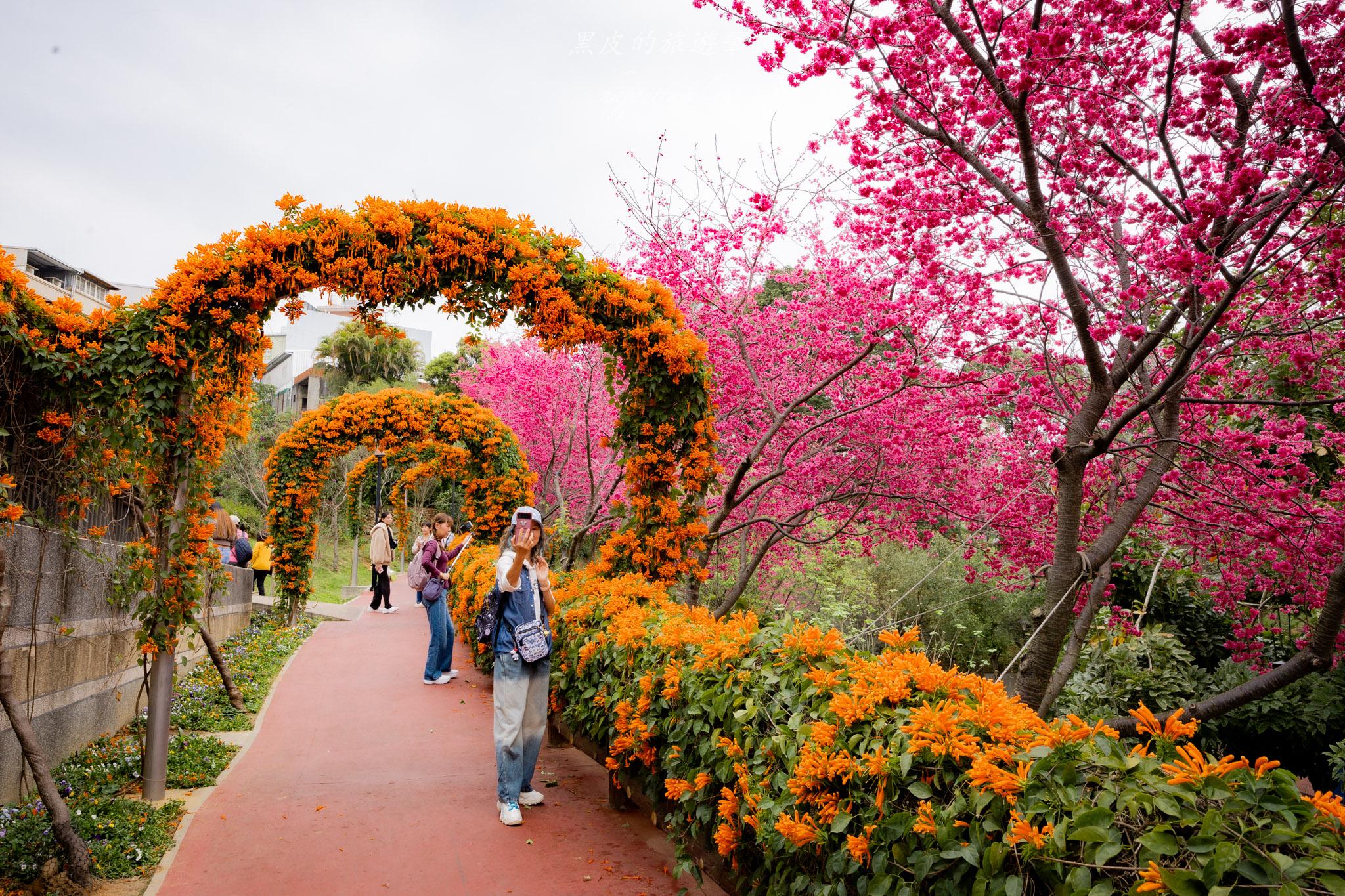 鶯歌永吉公園|融合炮仗花與櫻花春色步道,一次搜集雙色調的公園 29 鶯歌永吉公園