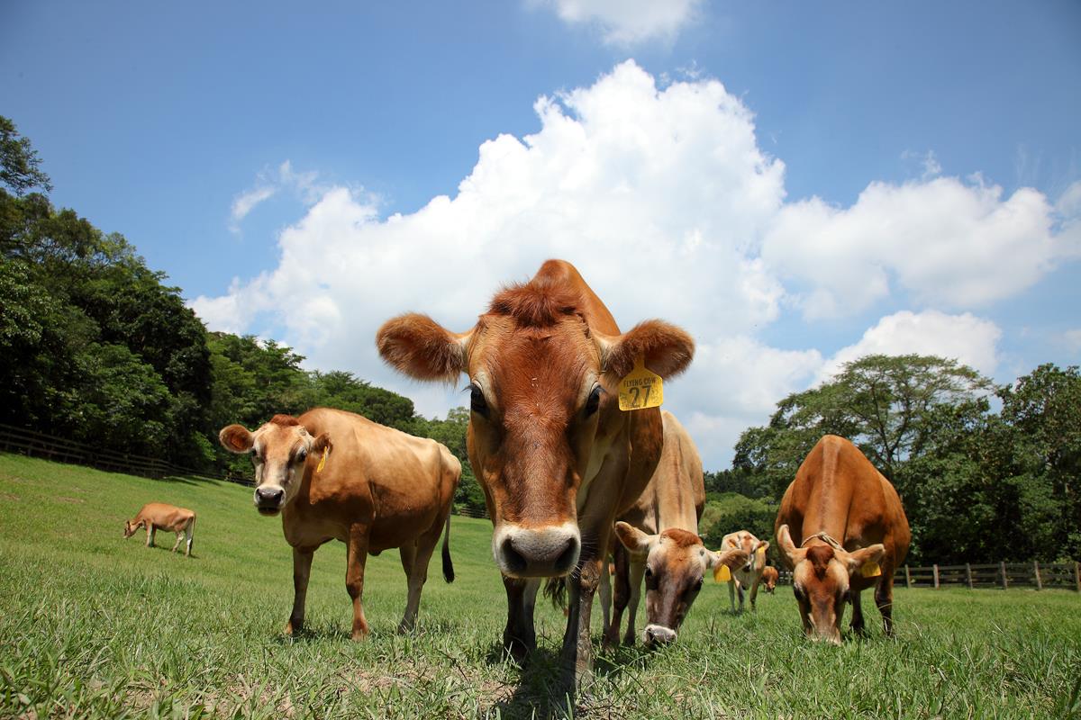 飛牛牧場
