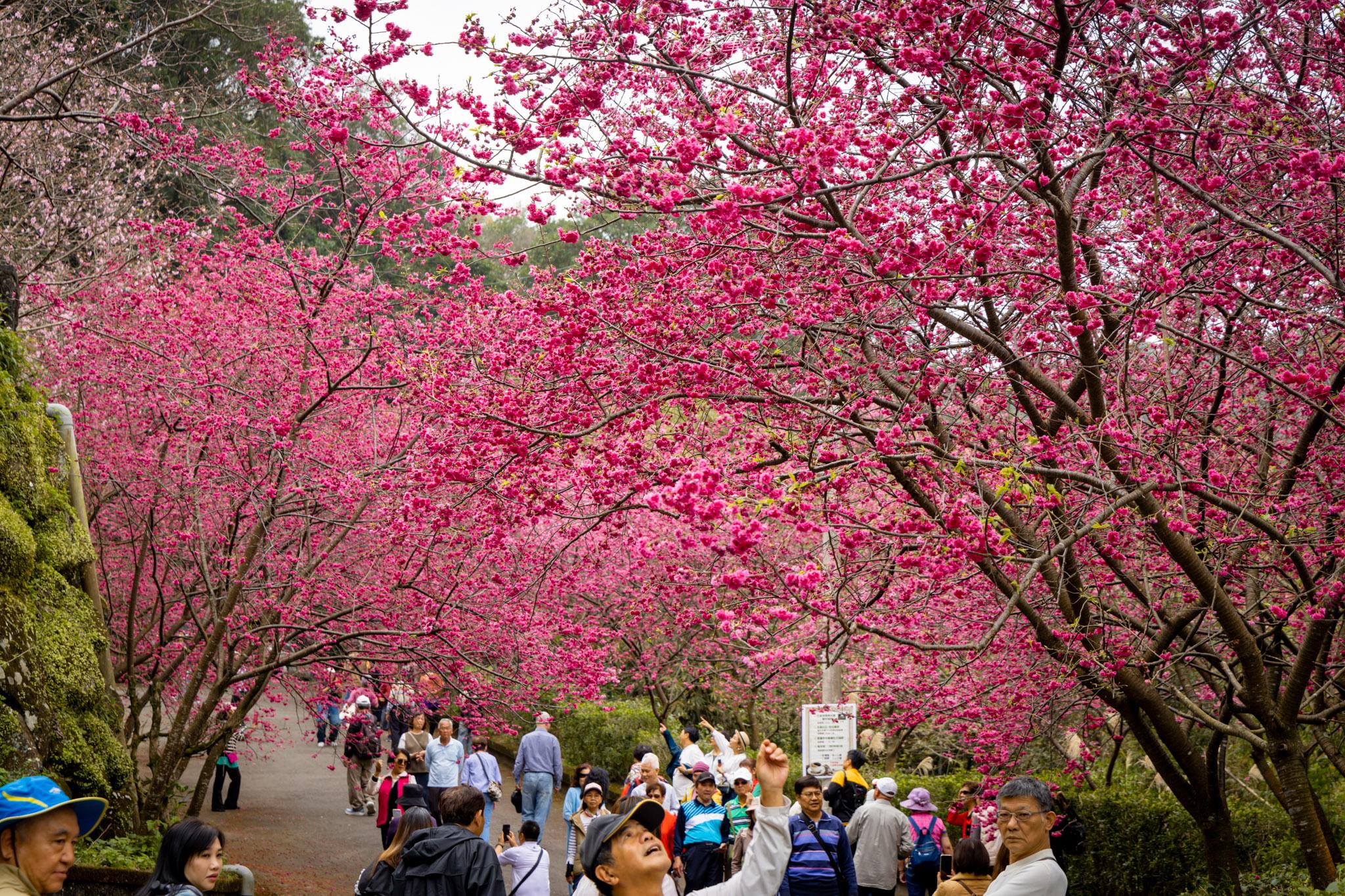 八德元德寶宮|與廟宇相互融合的櫻花秘境 18 八德元德寶宮