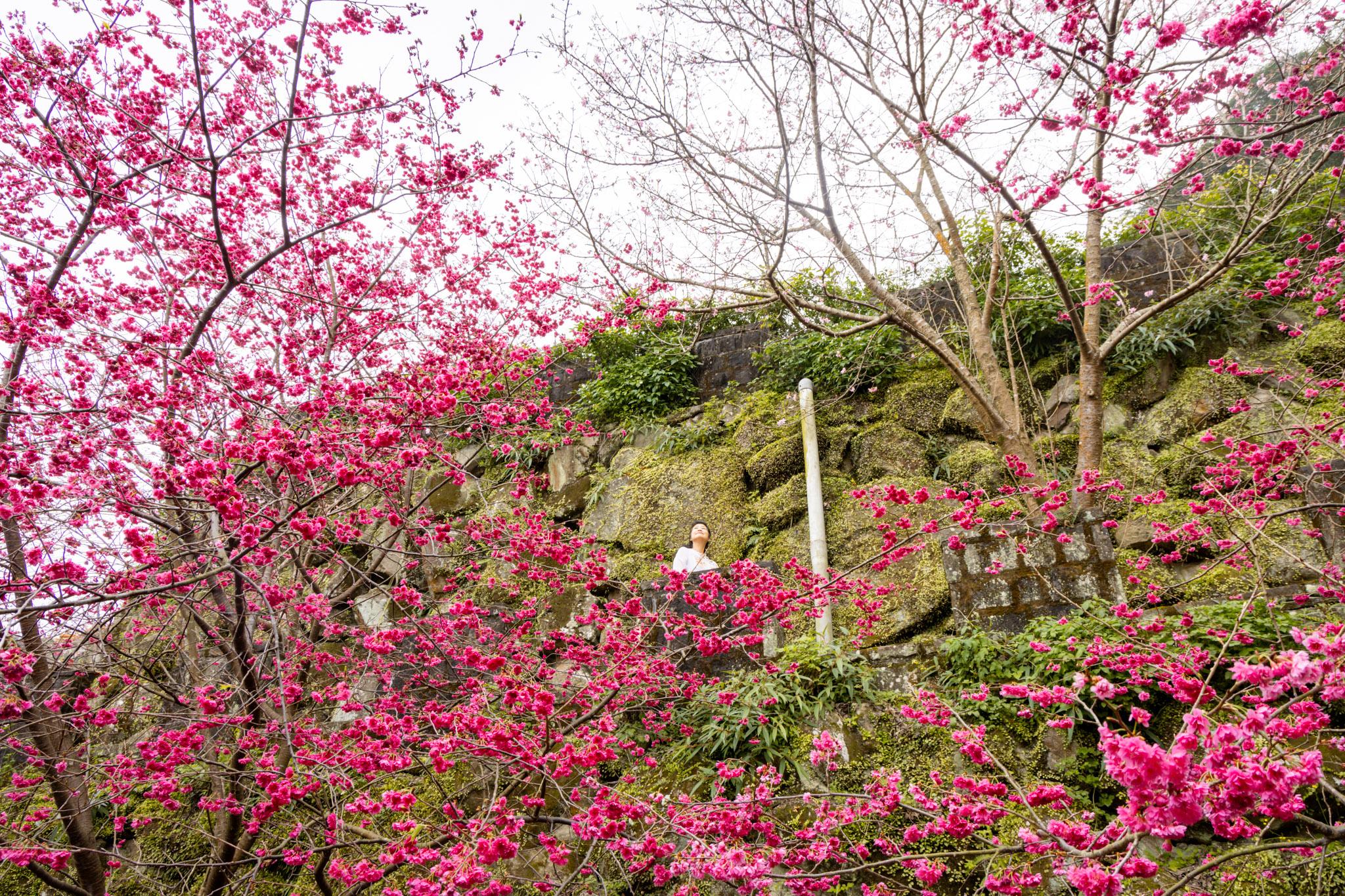 八德元德寶宮|與廟宇相互融合的櫻花秘境 30 八德元德寶宮