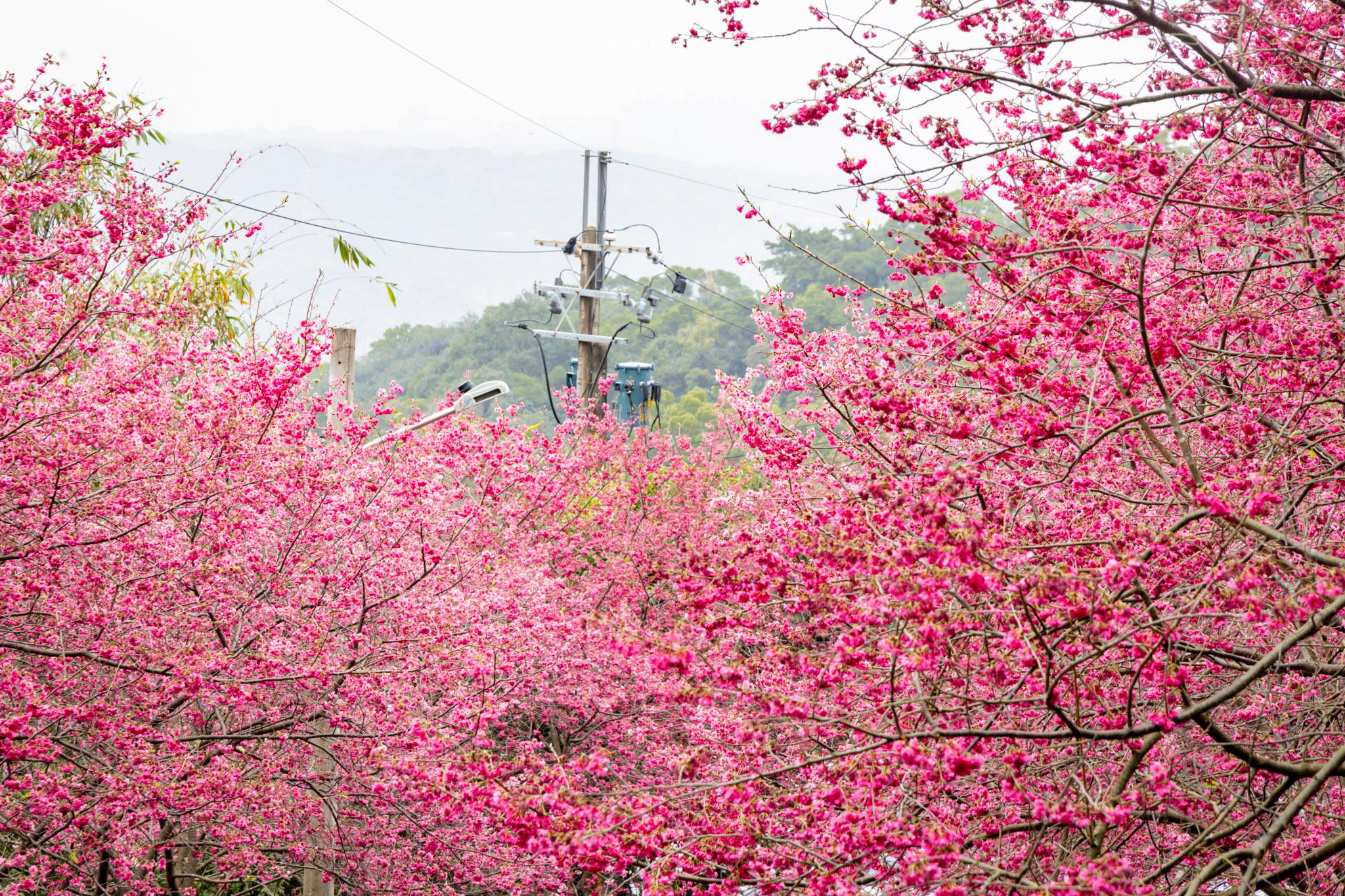 八德元德寶宮|與廟宇相互融合的櫻花秘境 28 八德元德寶宮