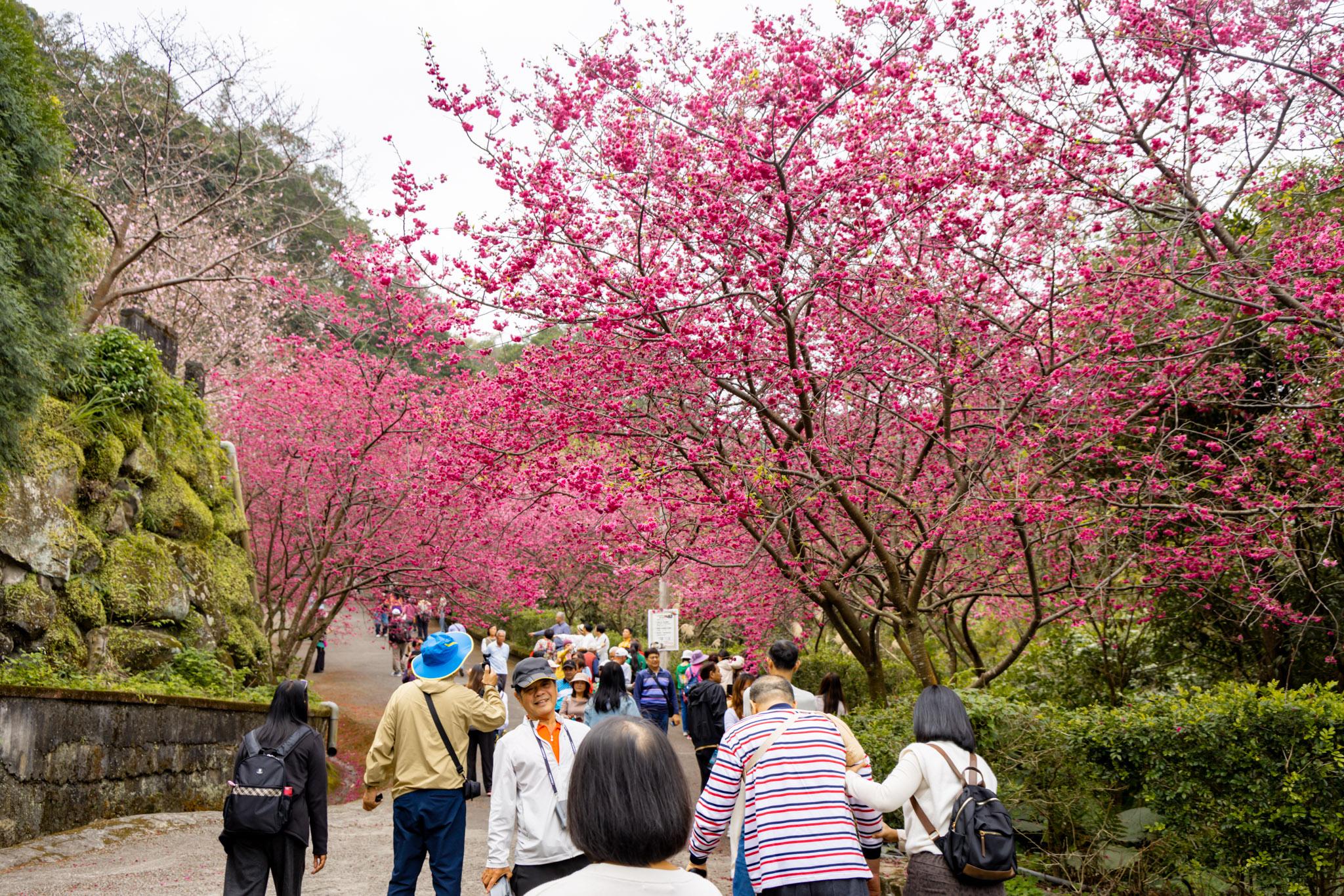 八德元德寶宮|與廟宇相互融合的櫻花秘境 23 八德元德寶宮