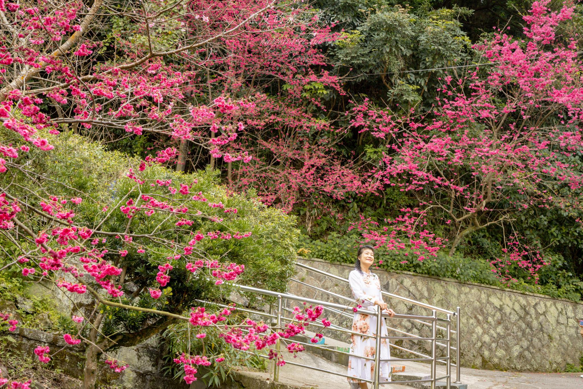 八德元德寶宮|與廟宇相互融合的櫻花秘境 27 八德元德寶宮