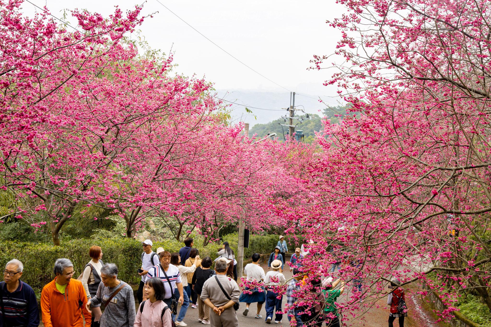 八德元德寶宮|與廟宇相互融合的櫻花秘境 32 八德元德寶宮