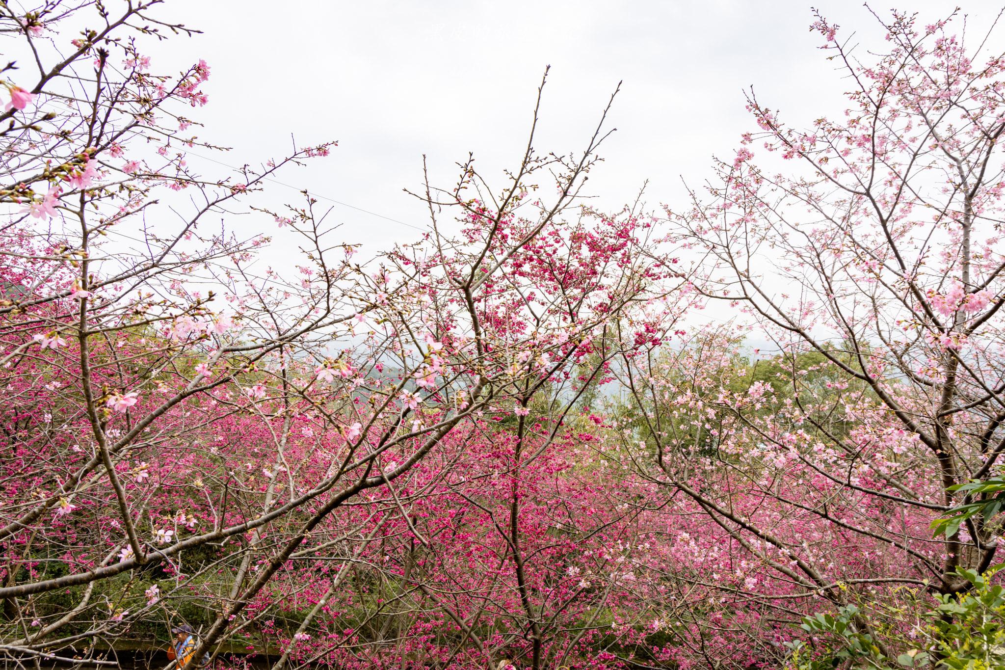 八德元德寶宮|與廟宇相互融合的櫻花秘境 29 八德元德寶宮