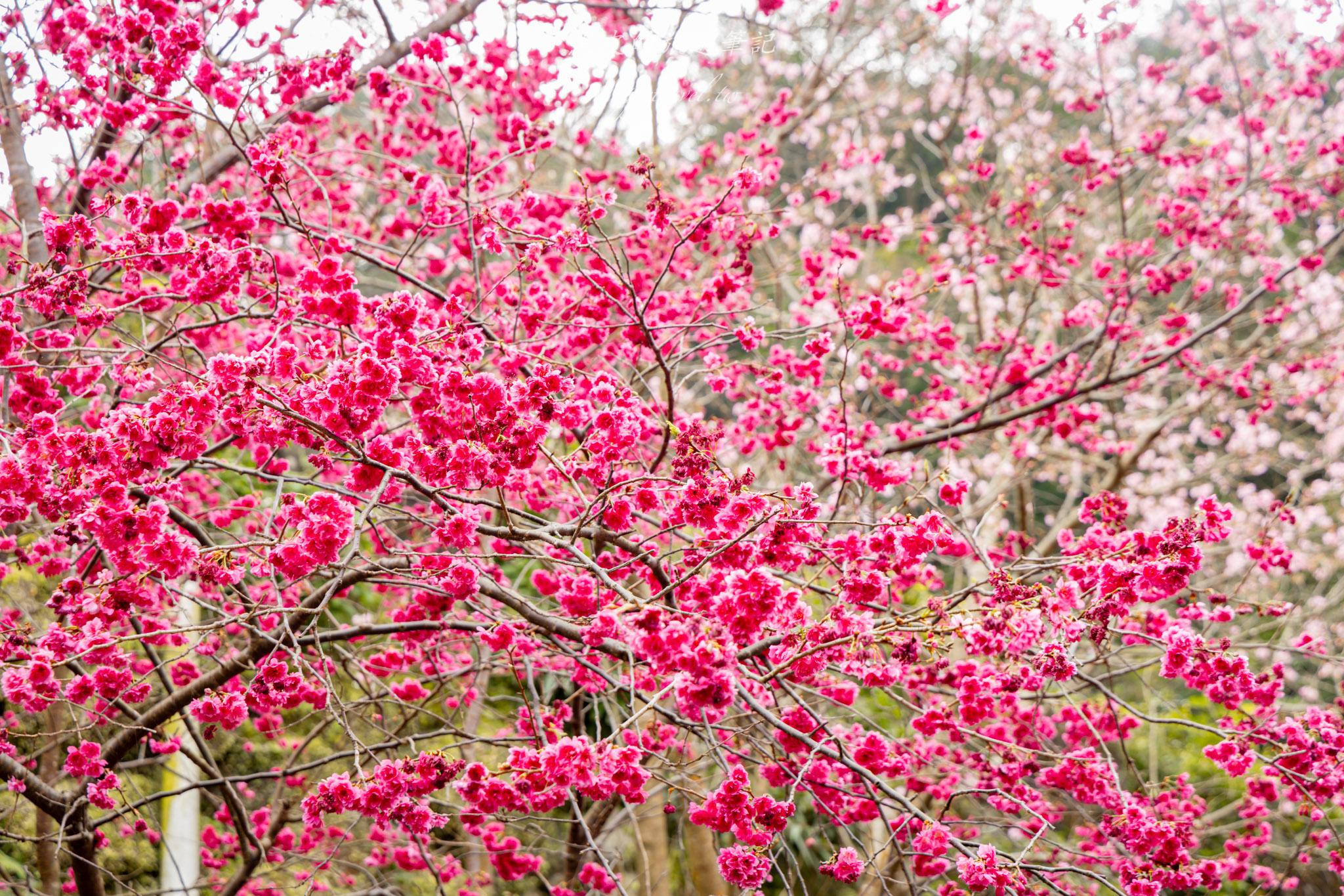 八德元德寶宮|與廟宇相互融合的櫻花秘境 31 八德元德寶宮