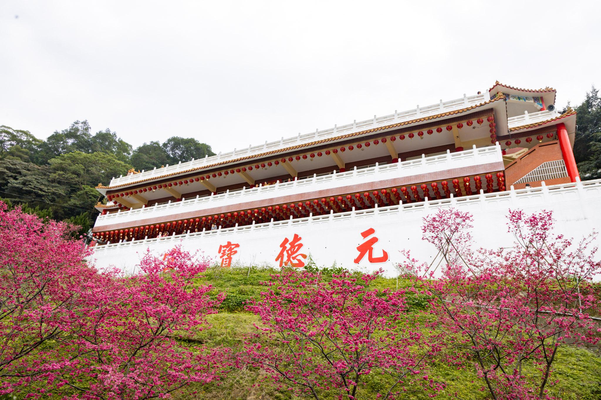 八德元德寶宮|與廟宇相互融合的櫻花秘境 22 八德元德寶宮