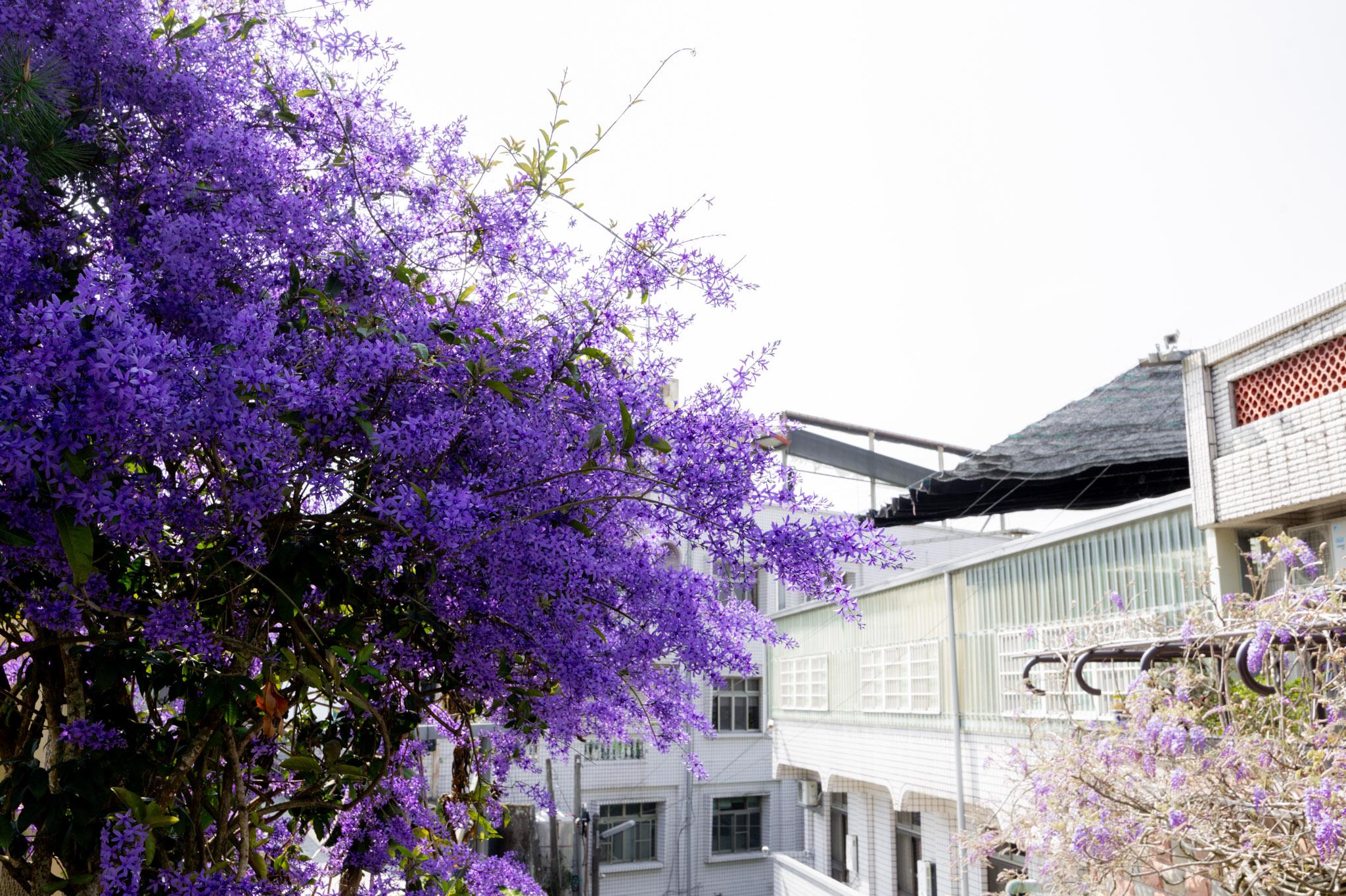 瑞里王鼎茶園民宿