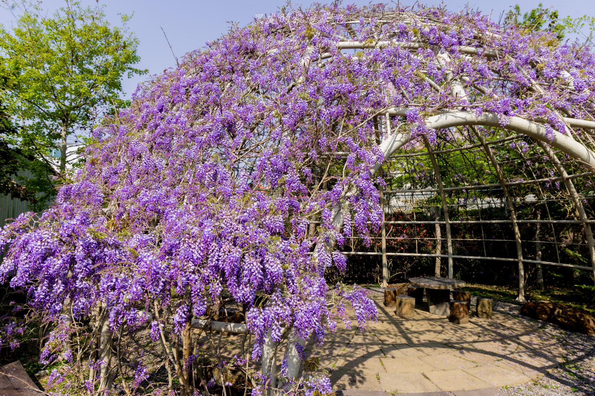 瑞里王鼎茶園民宿