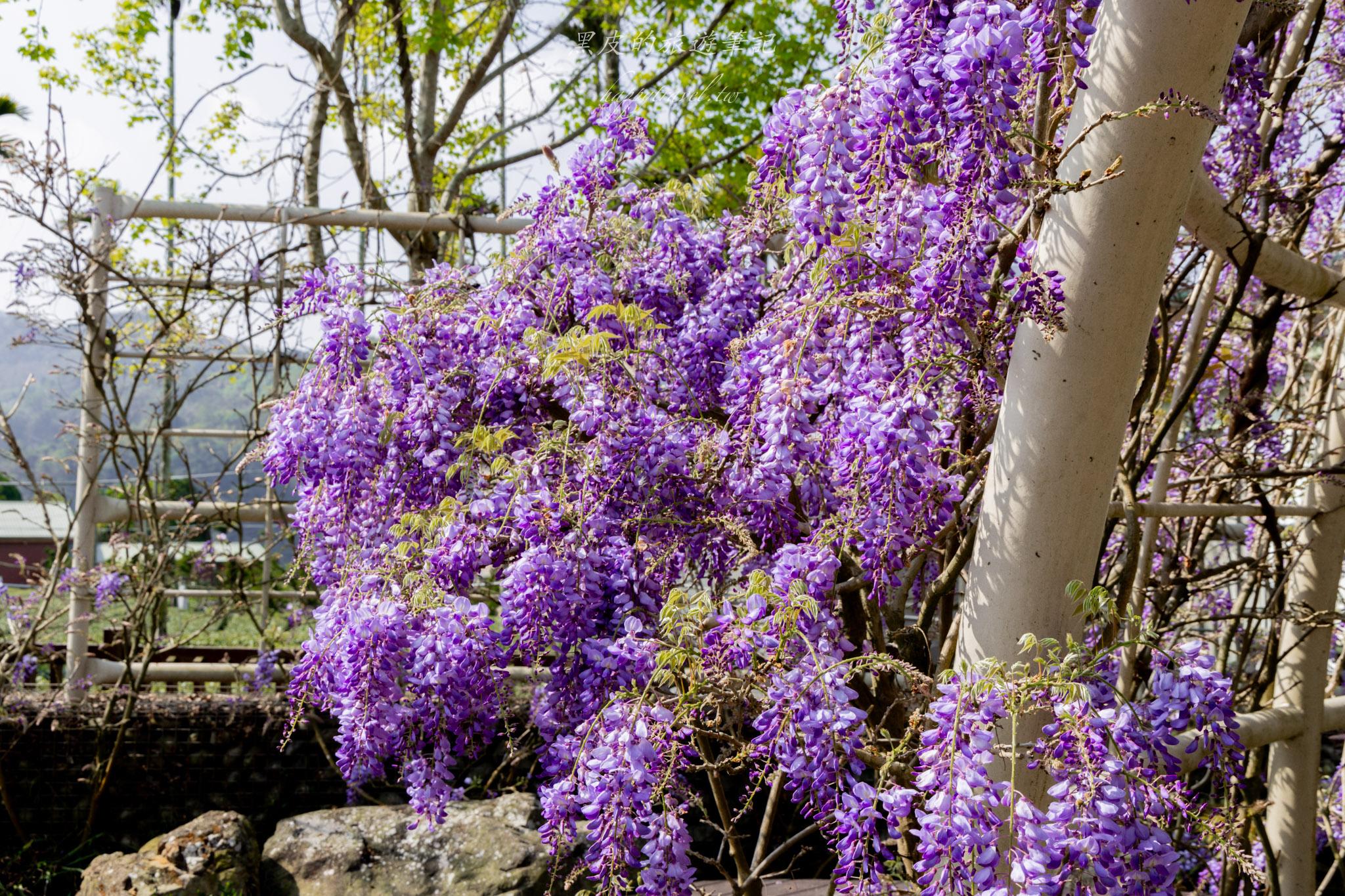瑞里王鼎茶園民宿