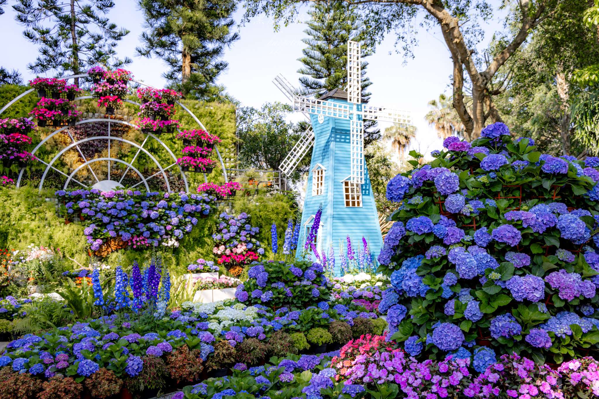 花露農場｜苗栗卓蘭景點｜中部絕美繡球花景點