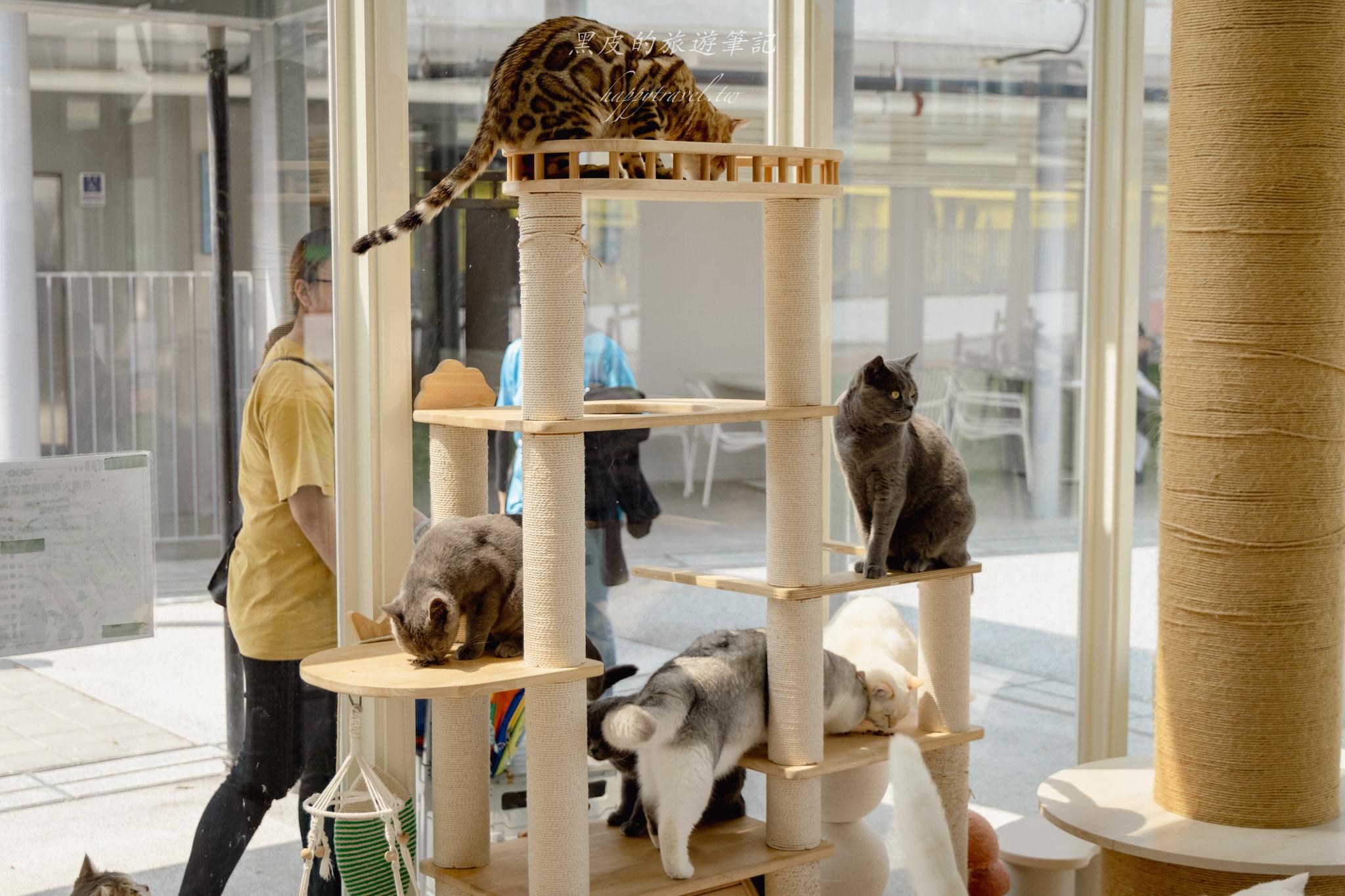 苗栗火車頭園區|全新鐵道迷景點,還有免費的貓咪療癒互動空間|苗栗親子景點 67 苗栗親子景點