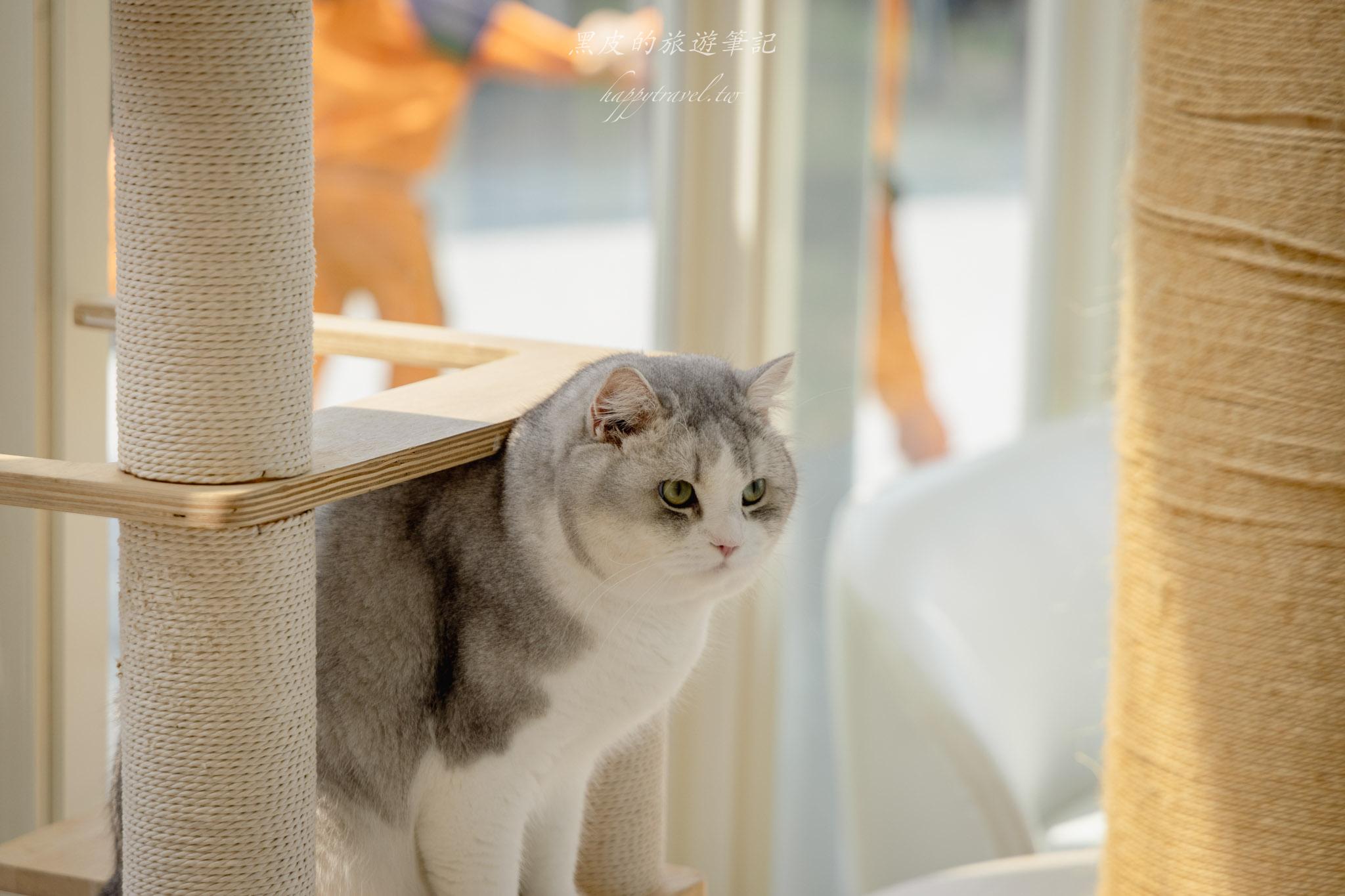 苗栗火車頭園區|全新鐵道迷景點,還有免費的貓咪療癒互動空間|苗栗親子景點 59 苗栗景點