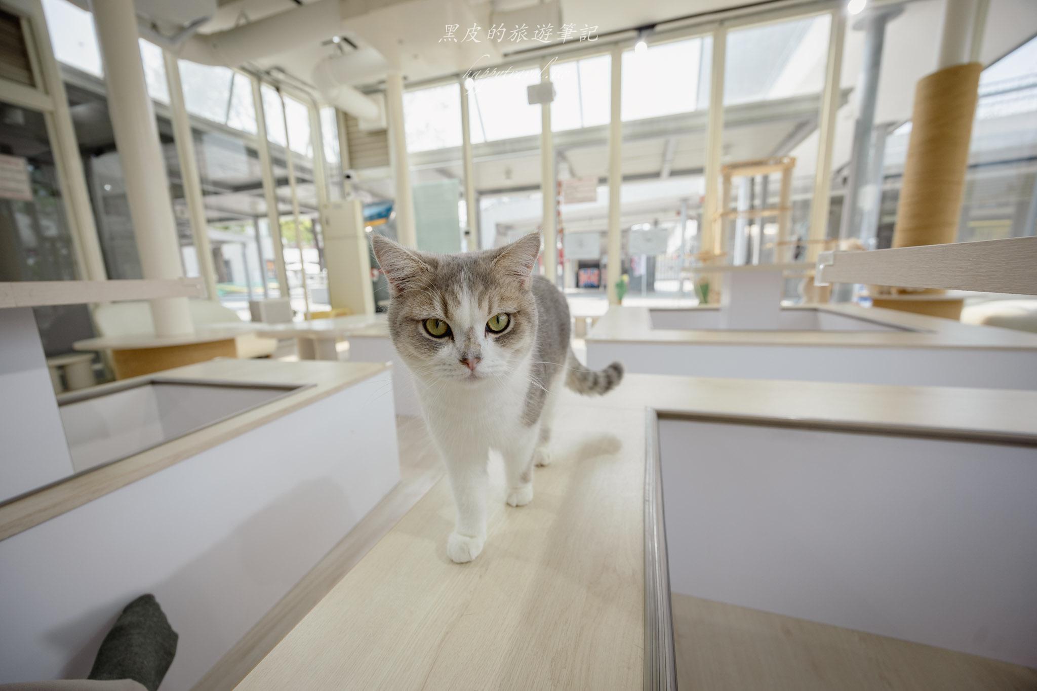 苗栗火車頭園區|全新鐵道迷景點,還有免費的貓咪療癒互動空間|苗栗親子景點 65 苗栗親子景點