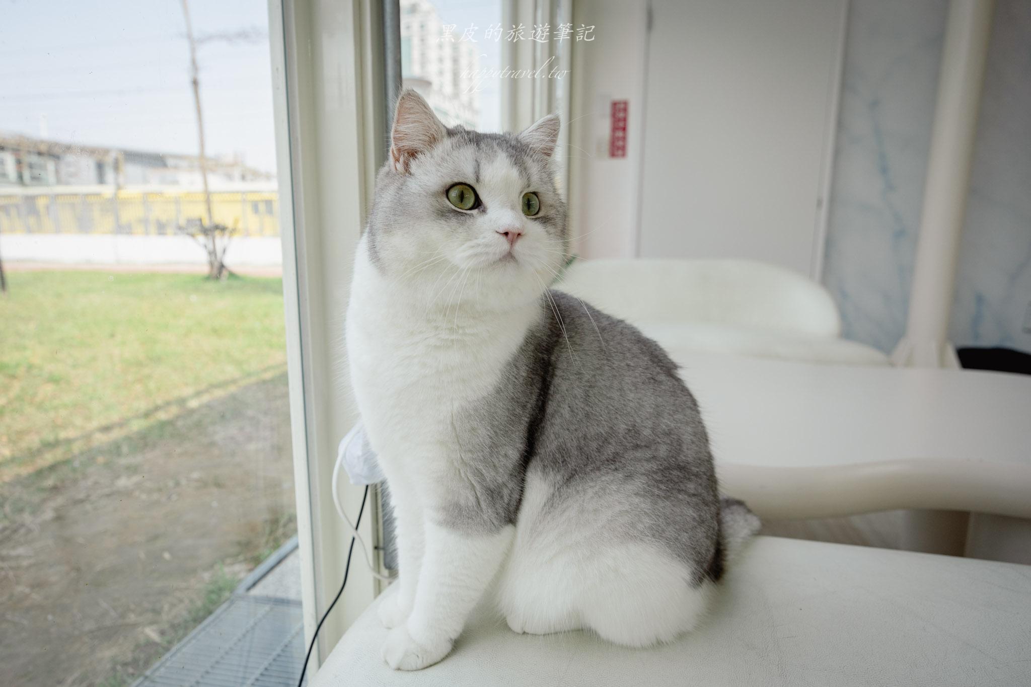 苗栗火車頭園區|全新鐵道迷景點,還有免費的貓咪療癒互動空間|苗栗親子景點 64 苗栗親子景點