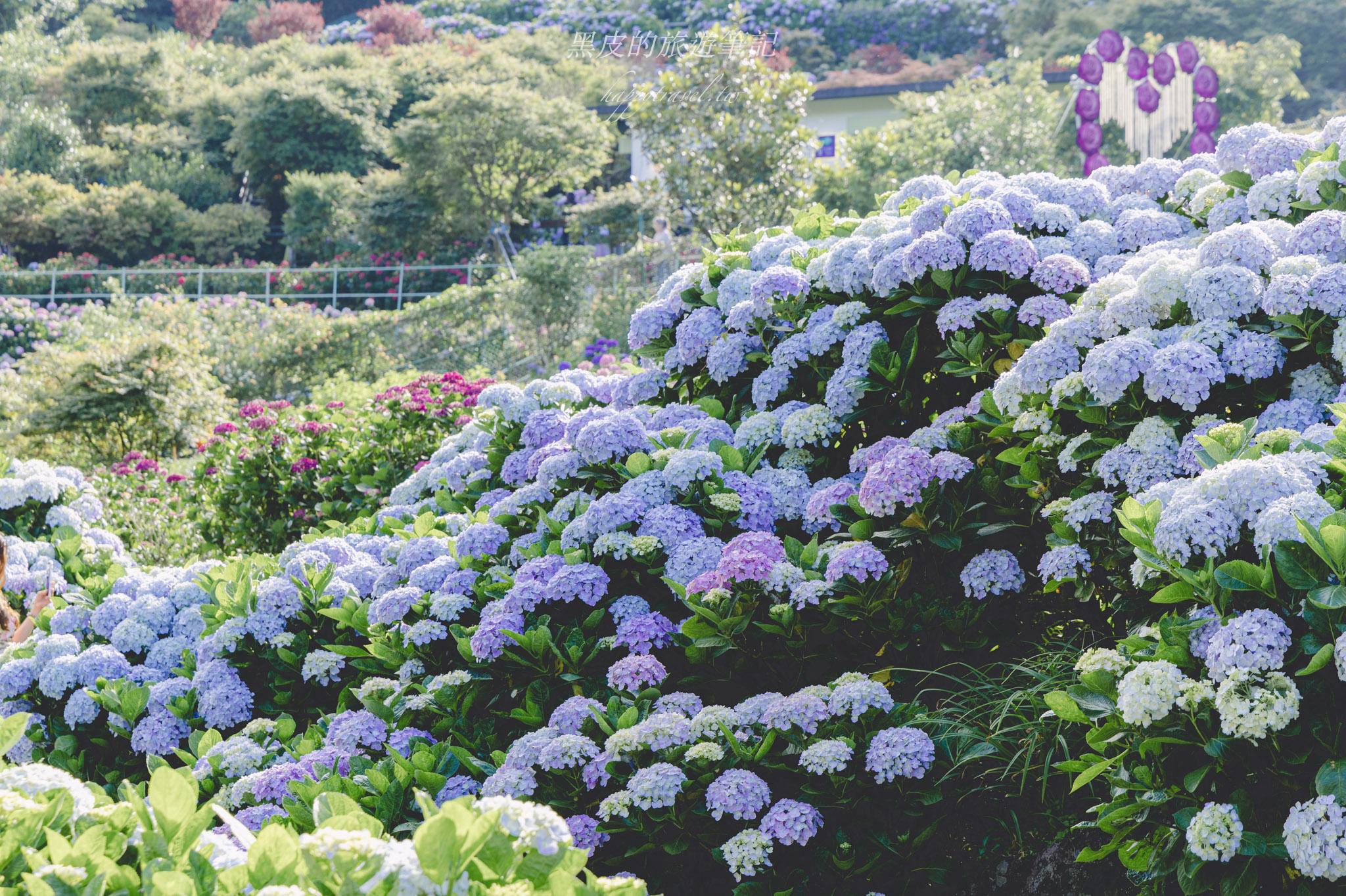 陽明山繡球花