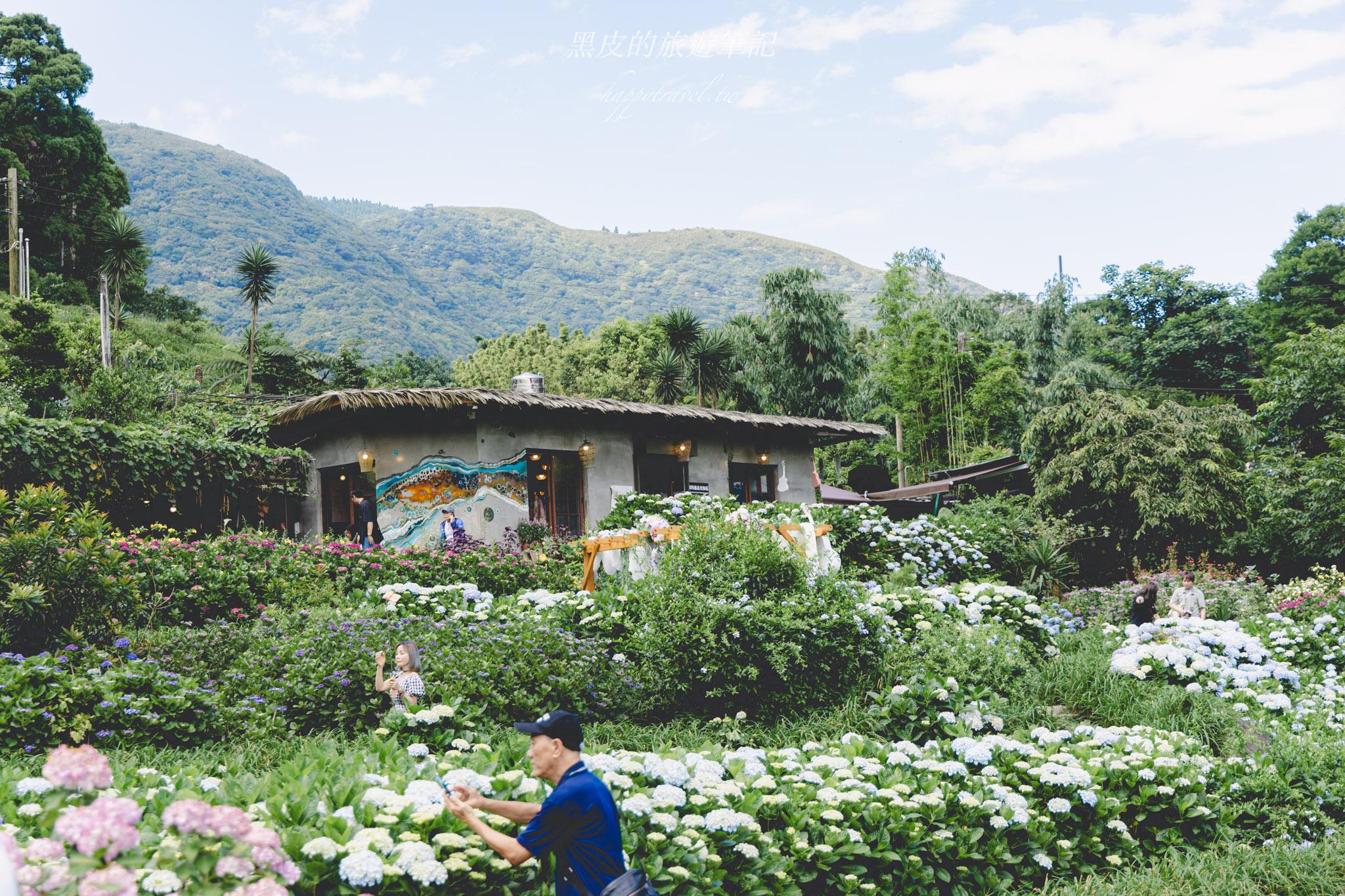 陽明山繡球花