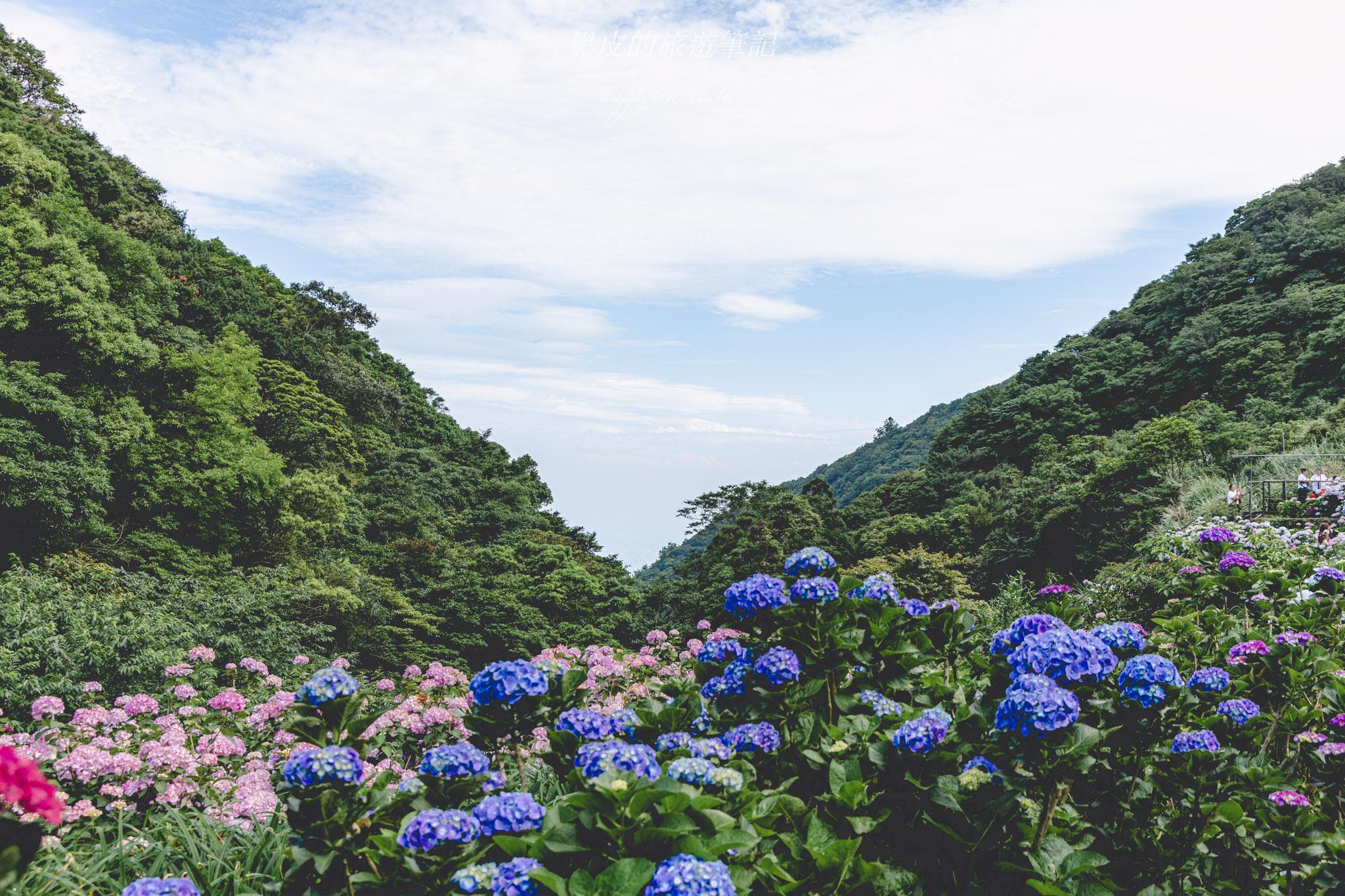 陽明山繡球花