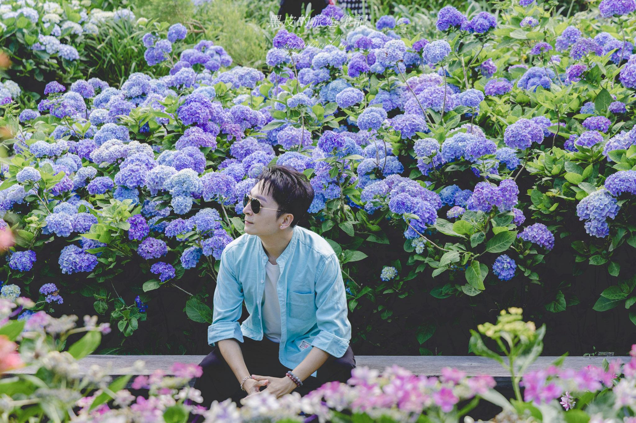 陽明山繡球花