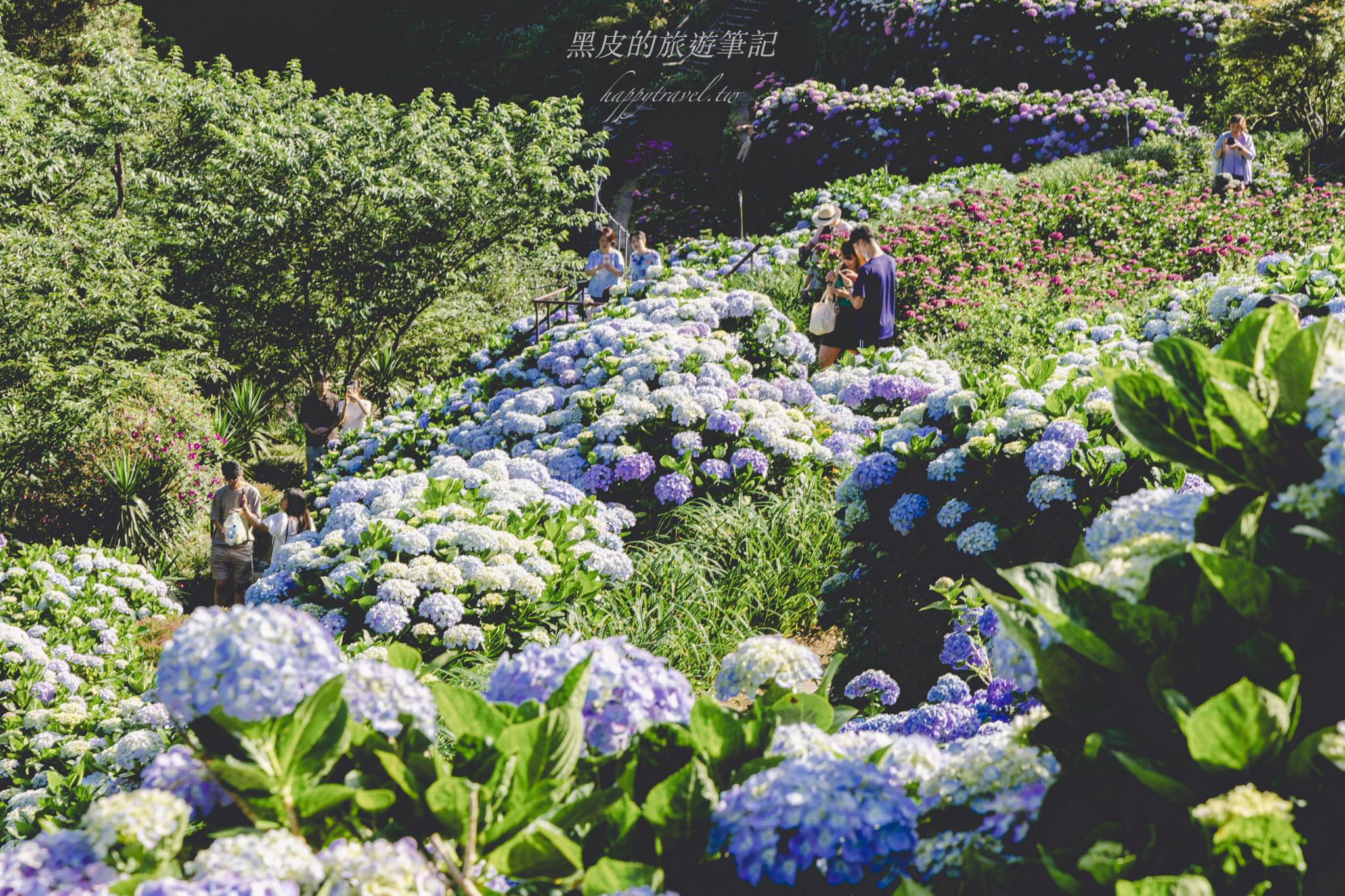 陽明山繡球花