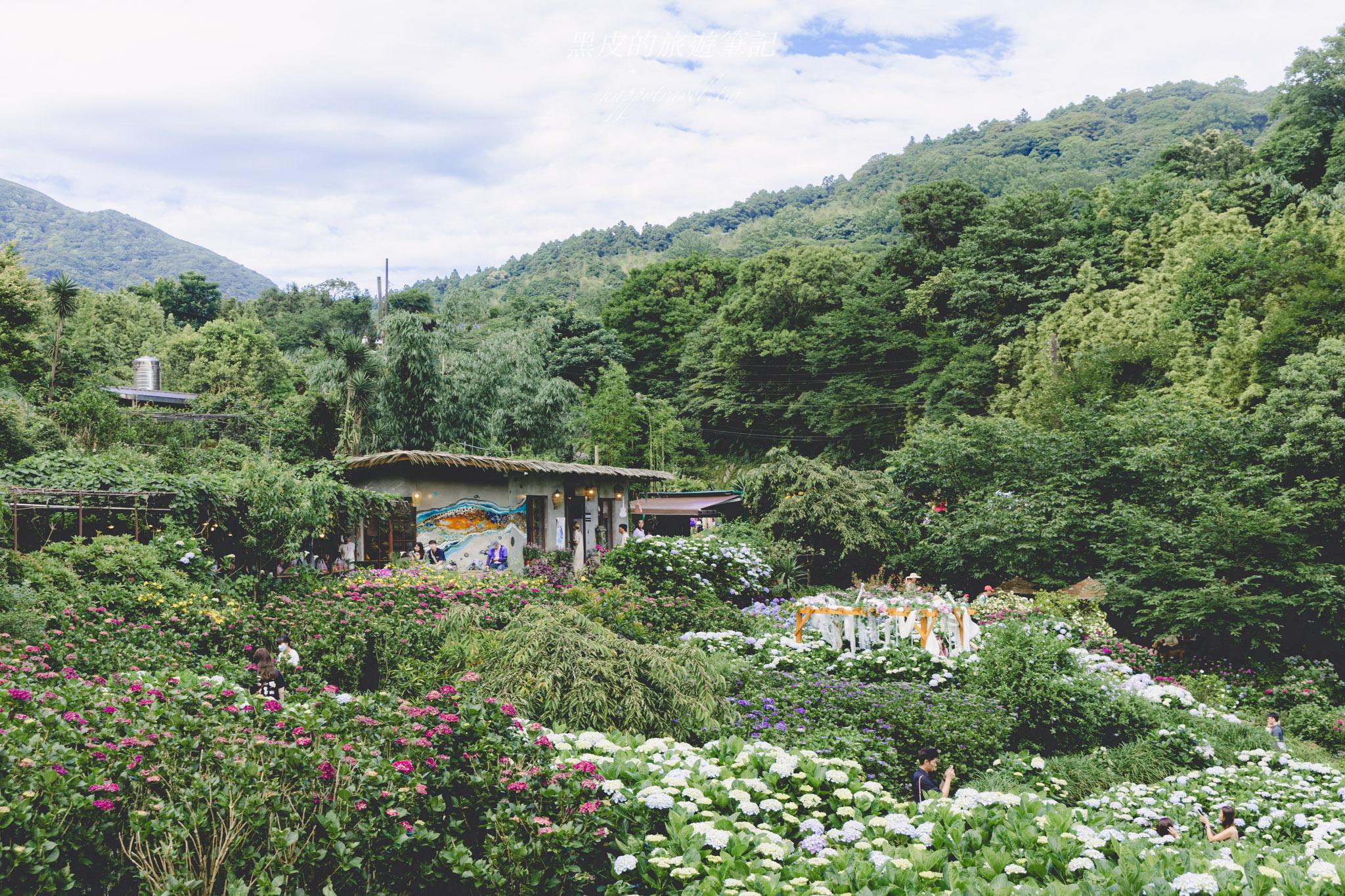 陽明山繡球花