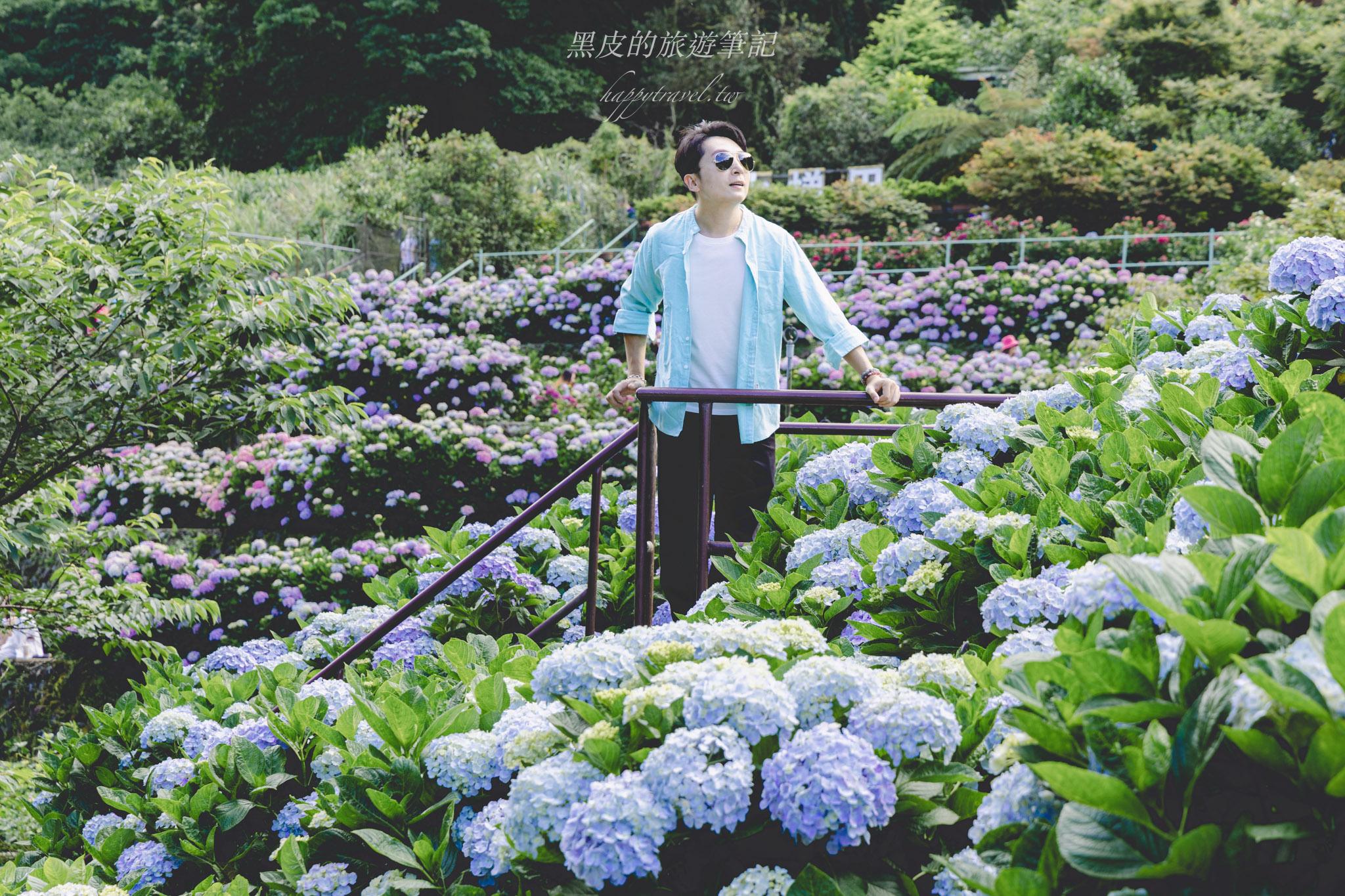 陽明山繡球花