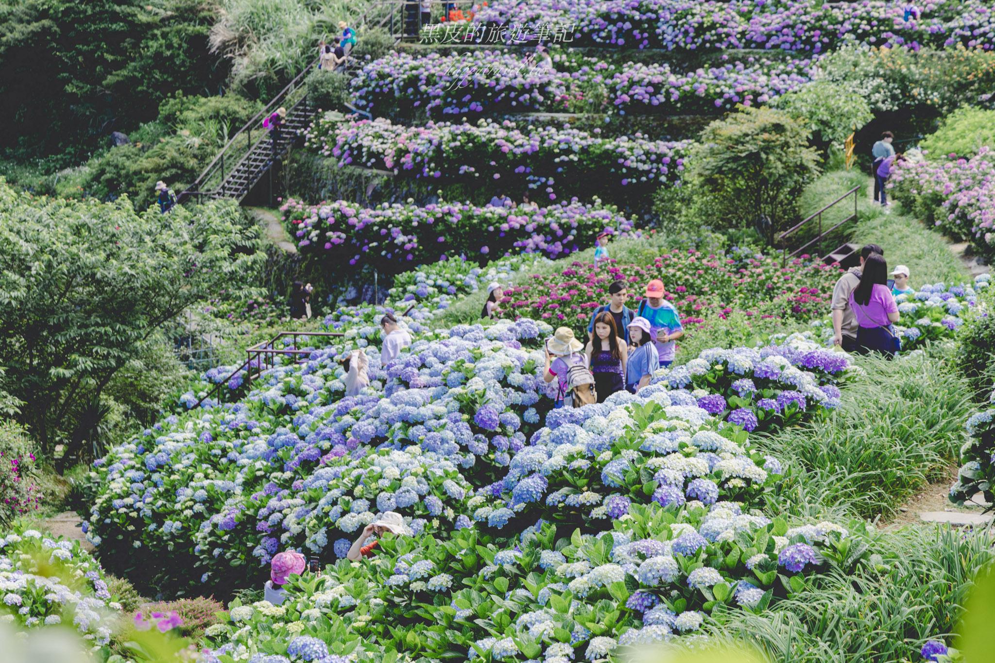 陽明山繡球花