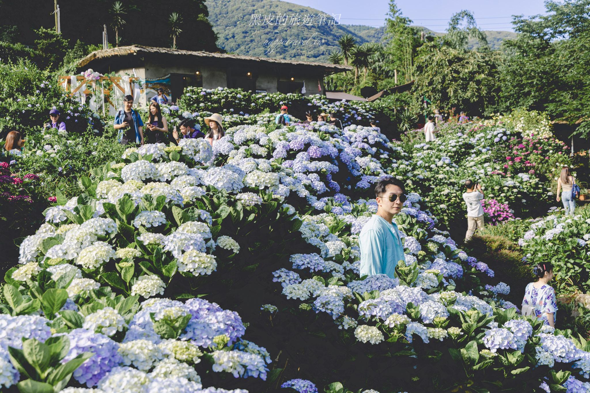 曹家花田香|走進陽明山竹子湖的繡球花田|陽明山繡球花 曹家花田香|走進陽明山竹子湖的繡球花田|陽明山繡球花