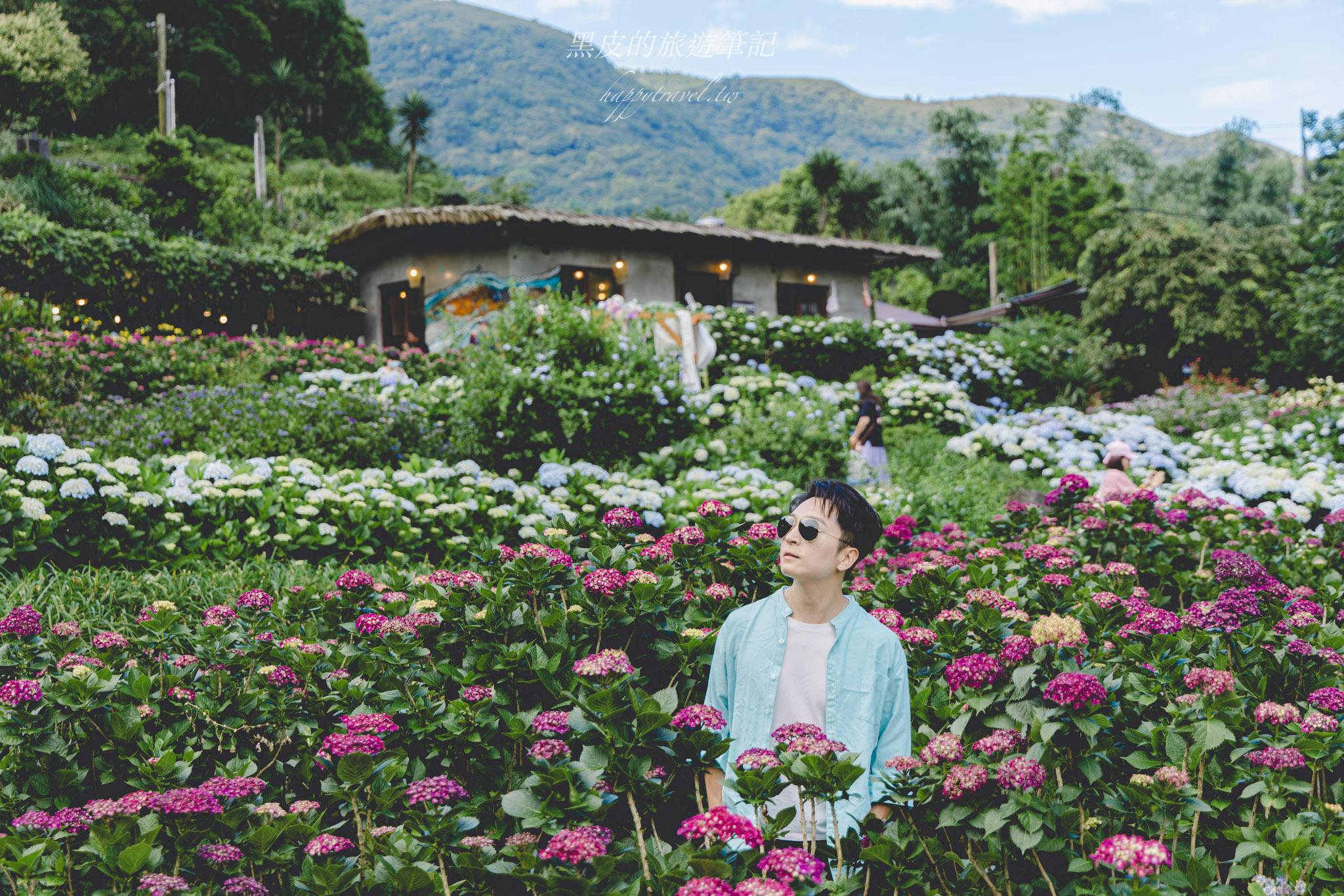 陽明山繡球花