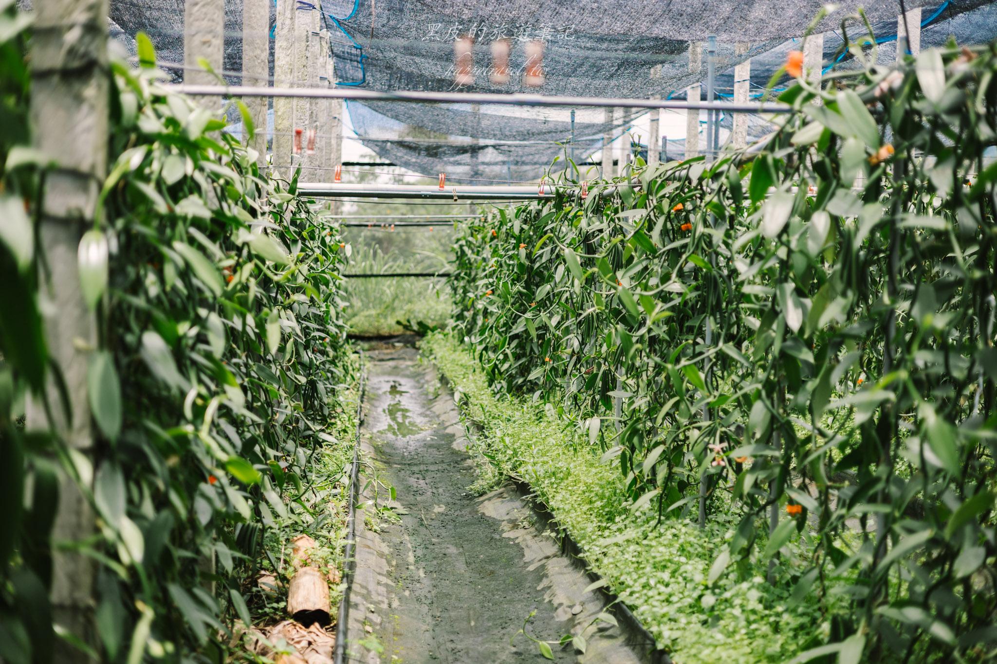 飲咖啡都蘭山下香草園 |藏身台東都蘭山下的香草秘境。東河咖啡廳 44 飲咖啡都蘭山下香草園